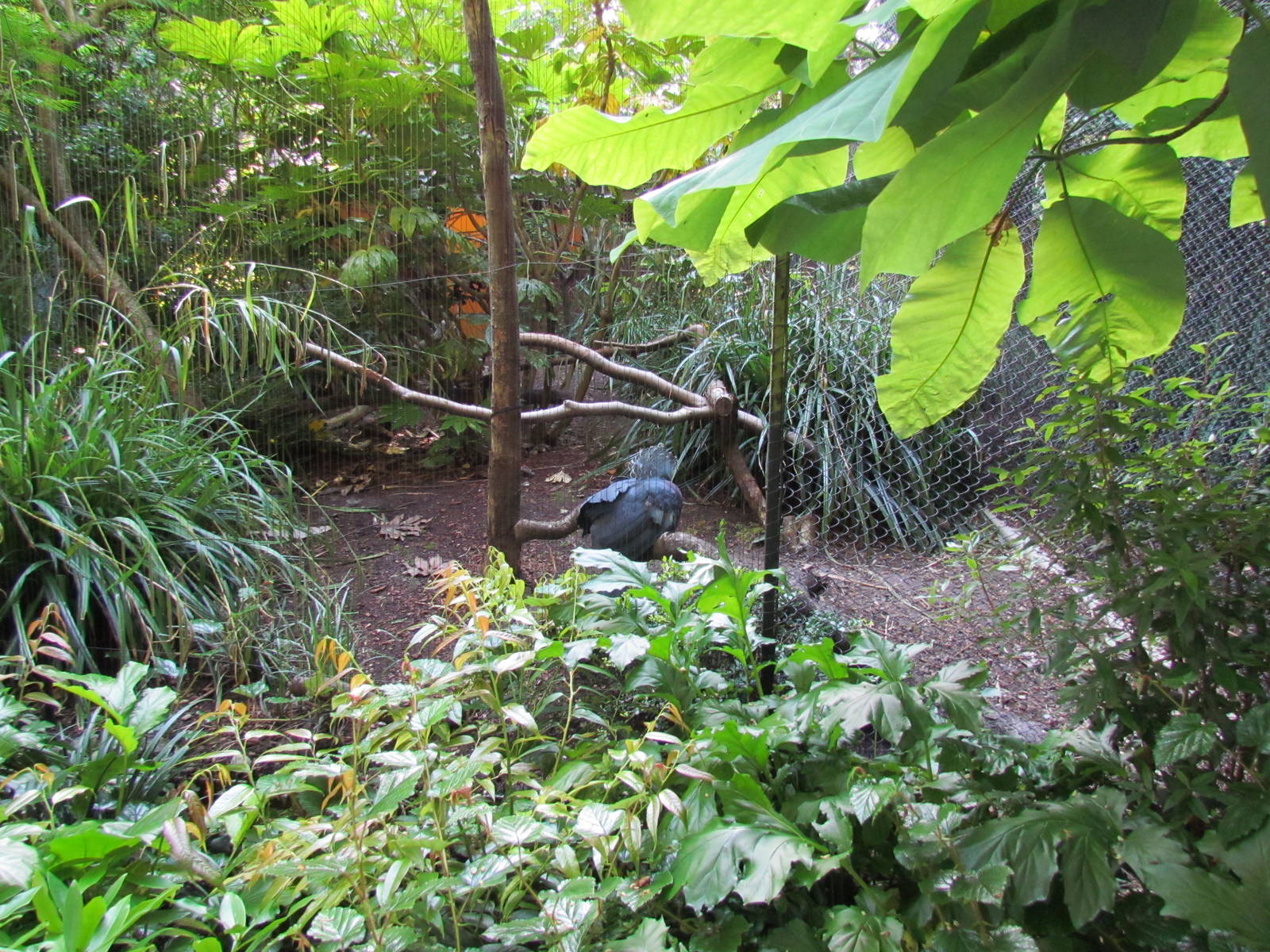 Temperate Forest - Conservation Aviaries