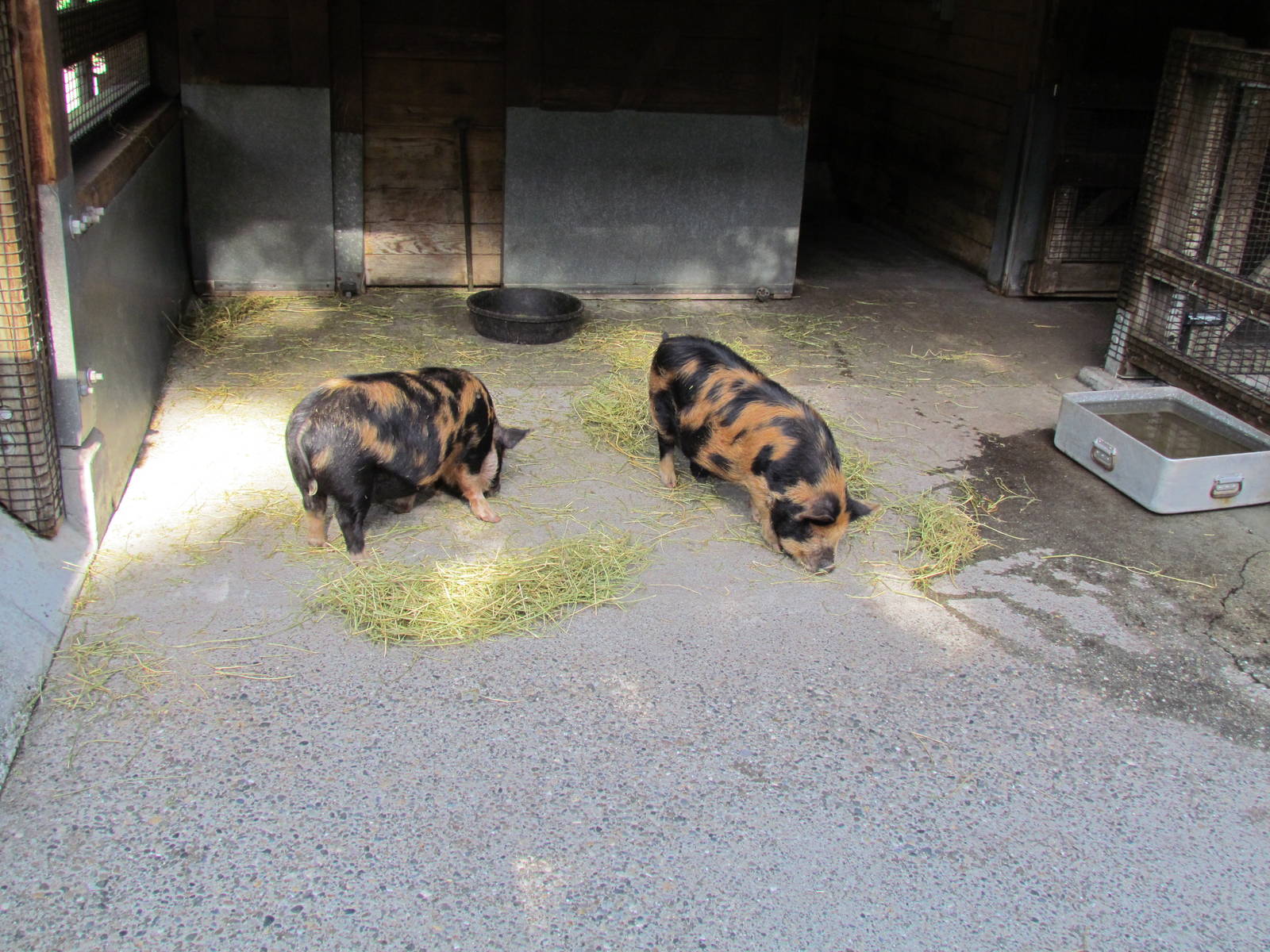 Temperate Forest - Family Farm