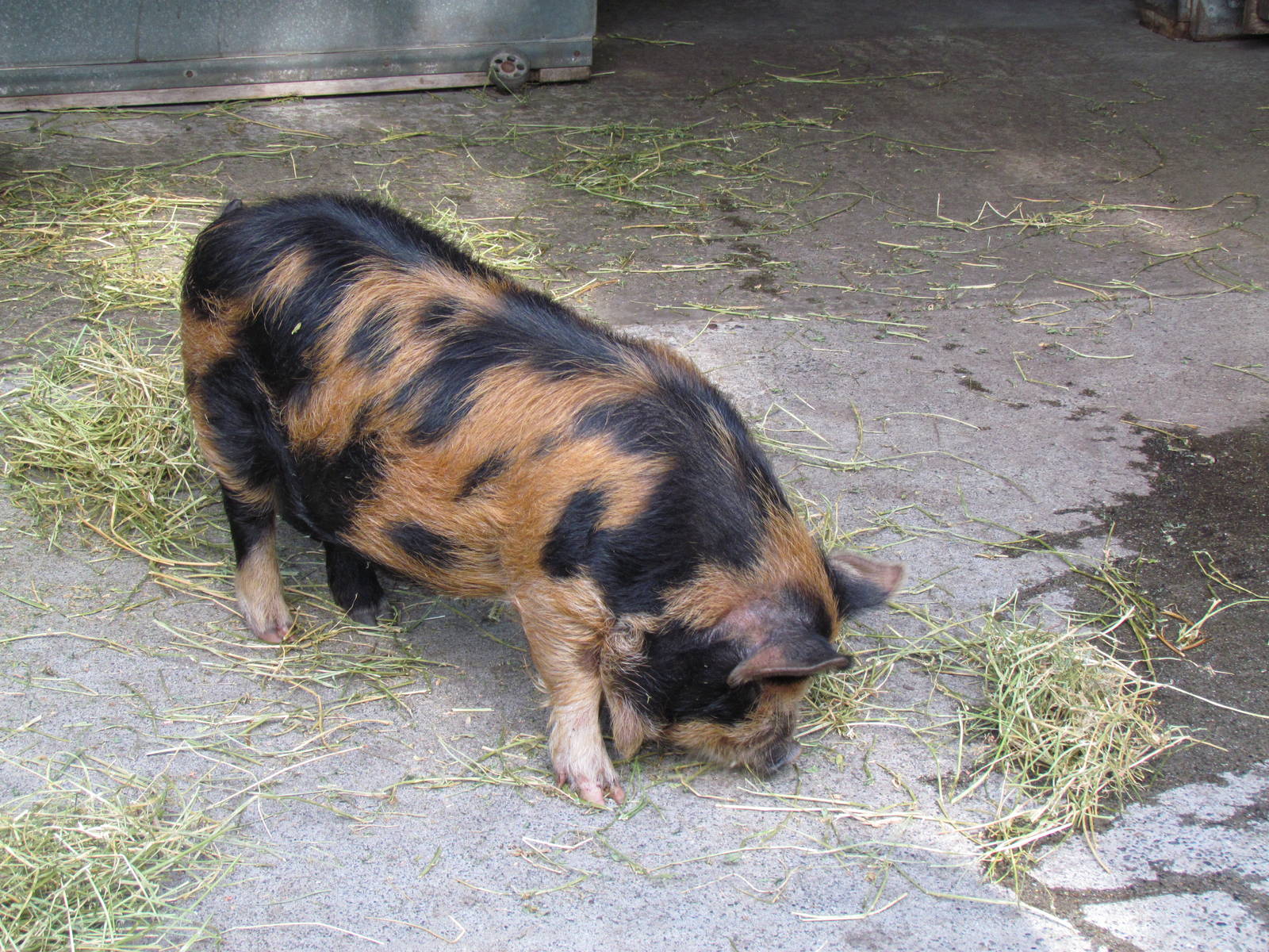 Temperate Forest - Family Farm