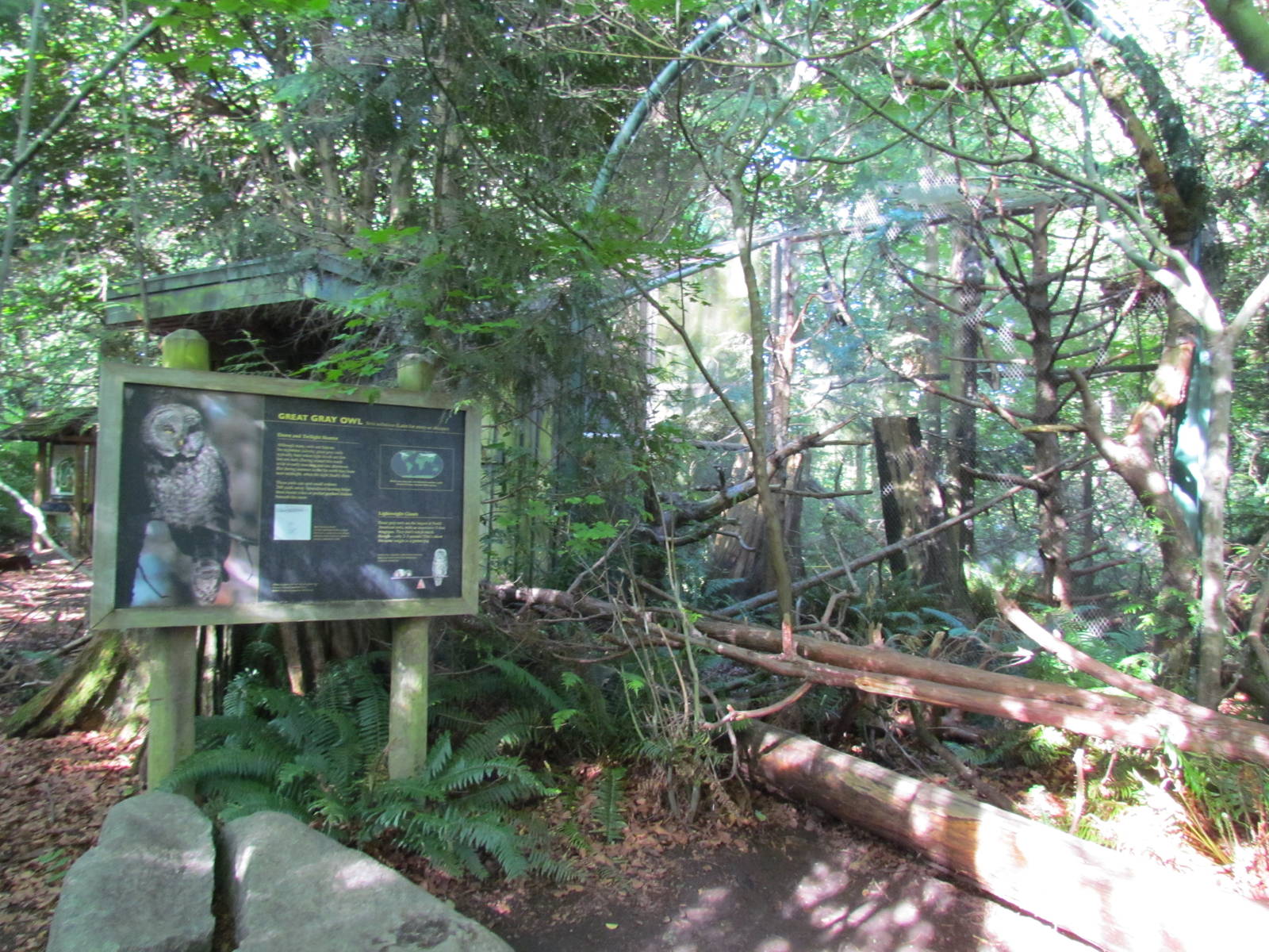 Temperate Forest - Great Gray Owl Exhibit