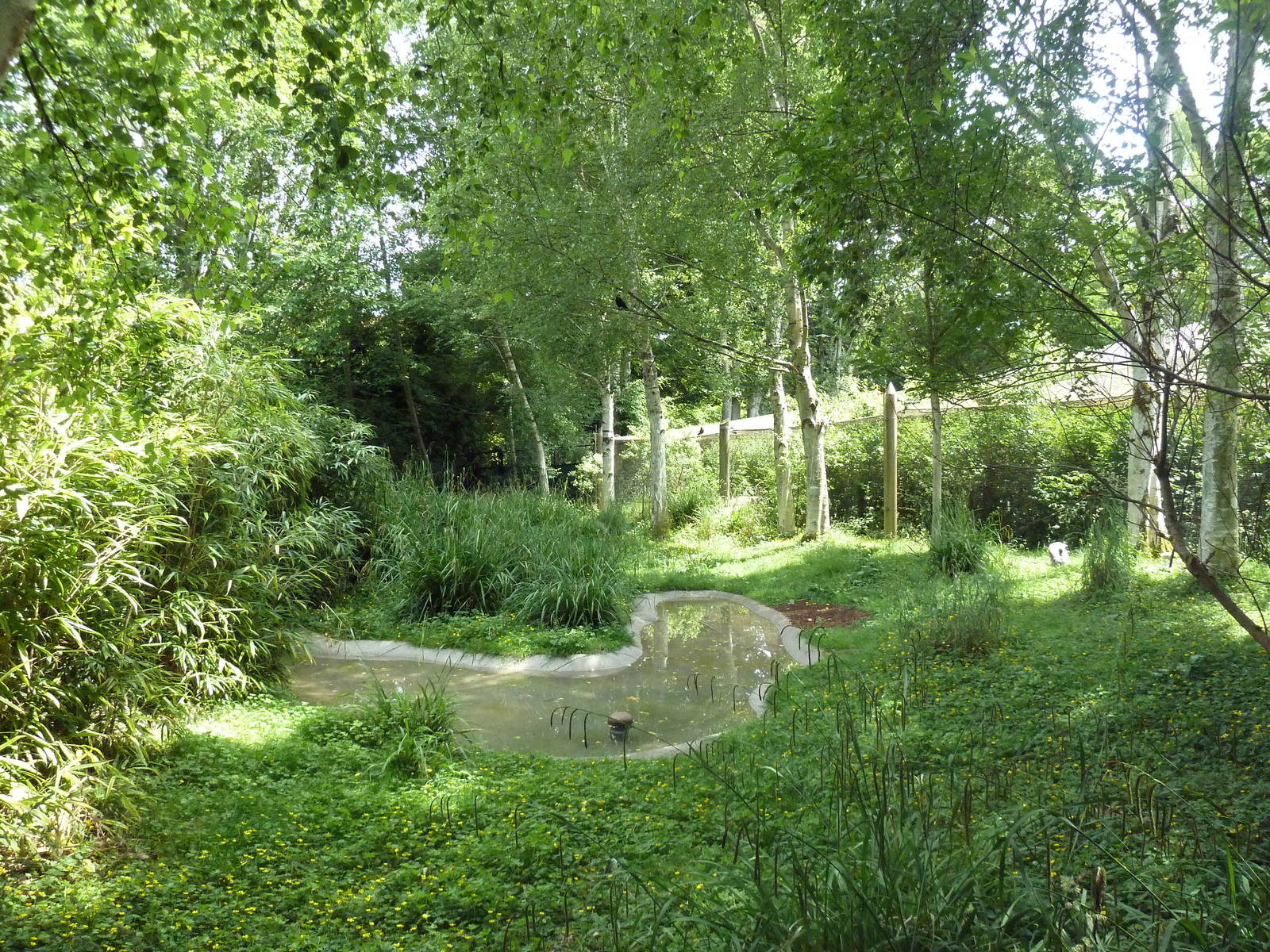 Temperate Forest: Hooded Crane Exhibit