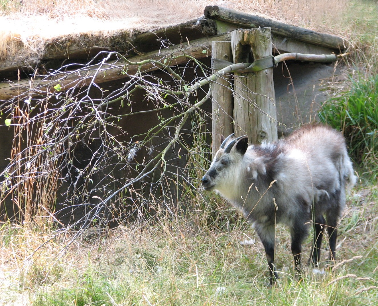 Temperate Forest - Japanese Serow Exhibit