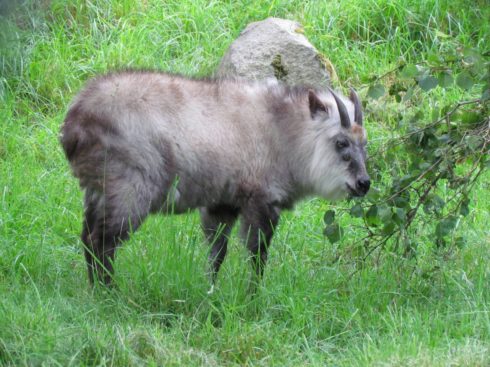 Temperate Forest - Japanese Serow
