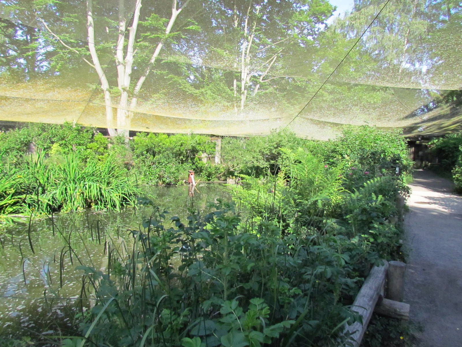 Temperate Forest - Marsh Aviary