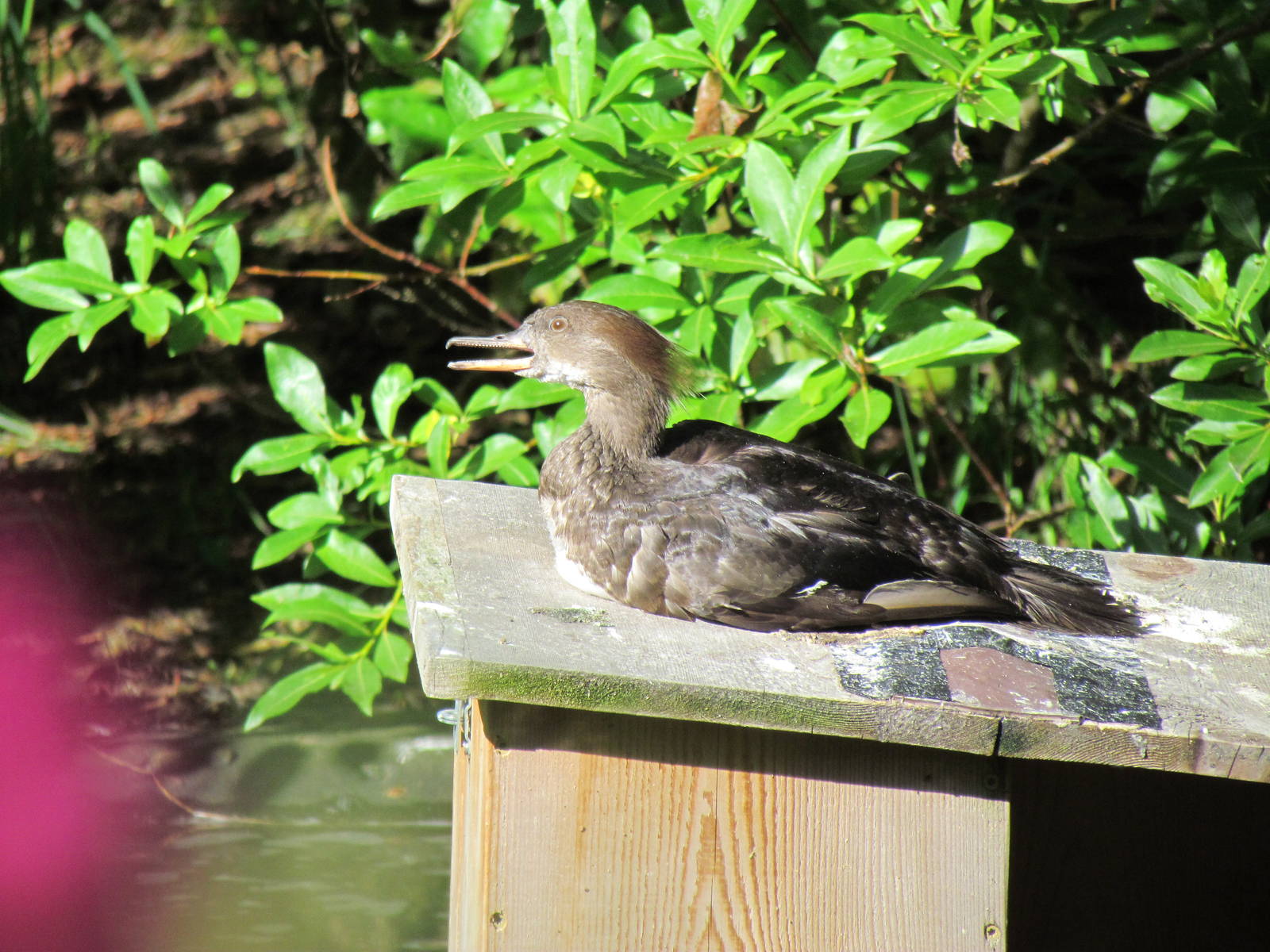 Temperate Forest - Marsh Aviary