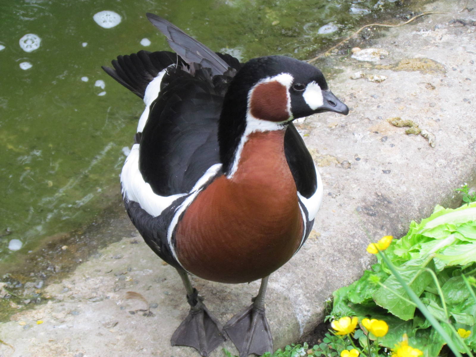 Temperate Forest - Red-breasted Goose