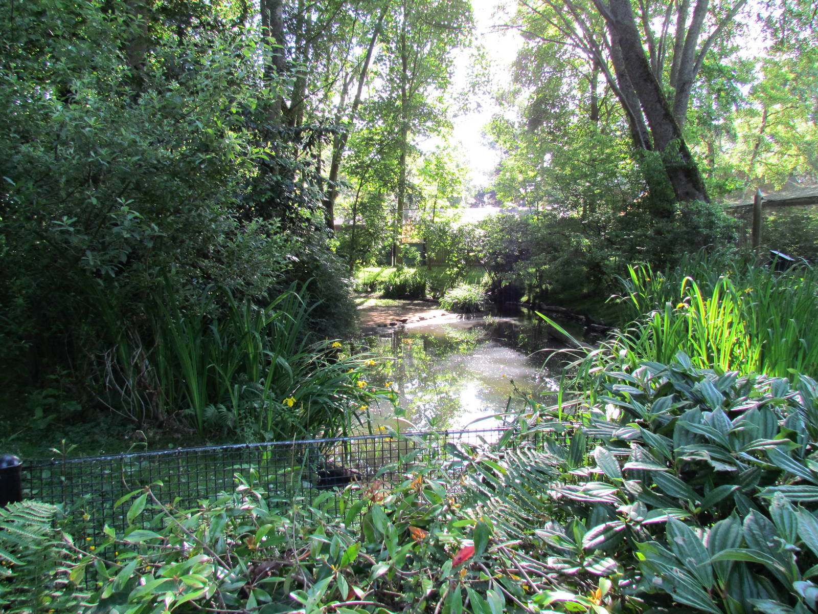 Temperate Forest - Tundra Swan Exhibit