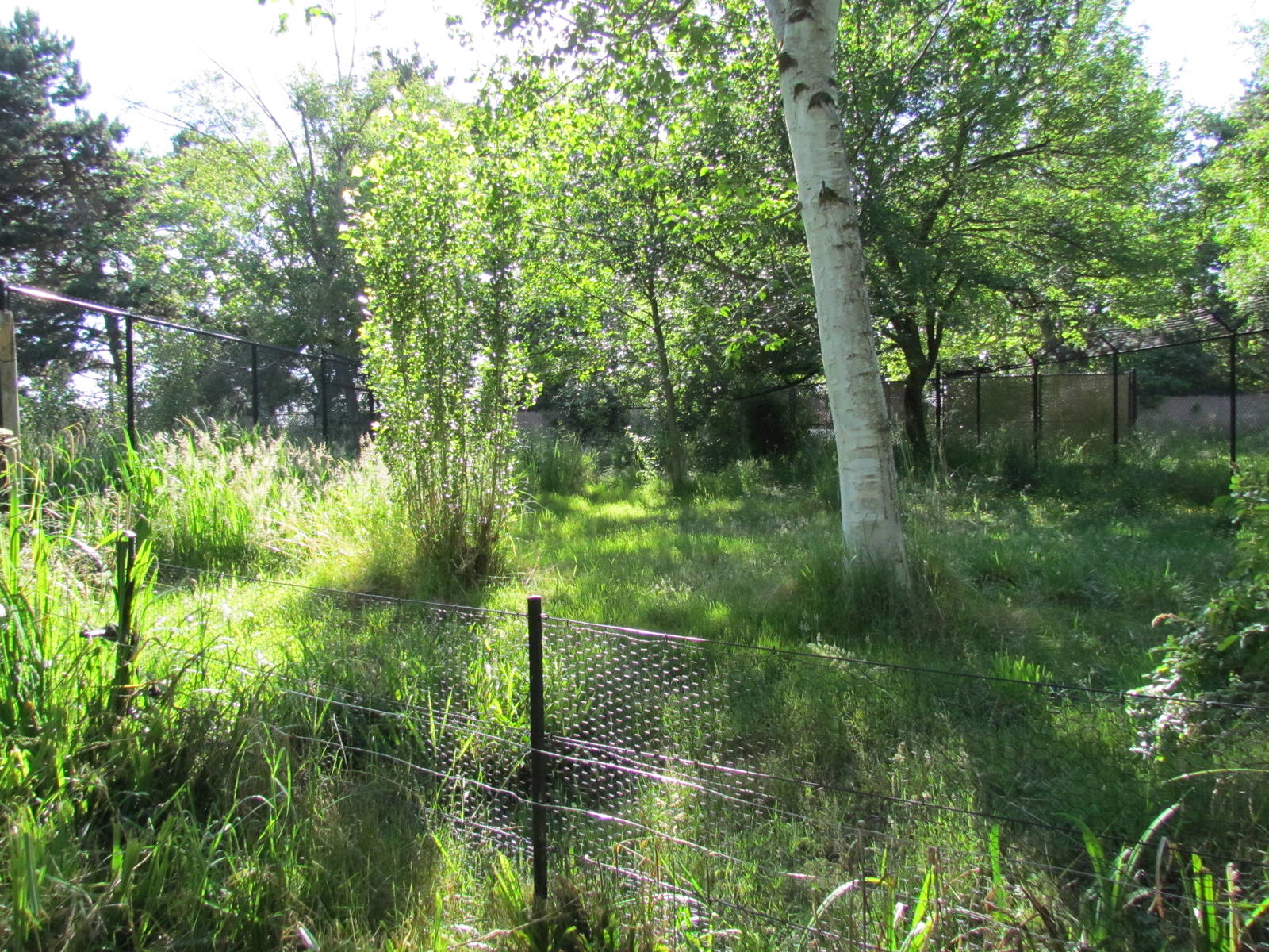 Temperate Forest - White-naped Crane