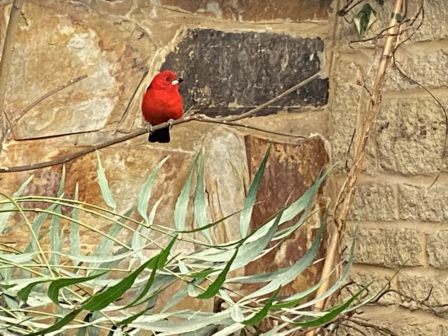 Temperate House - Brazilian tanager 061121
