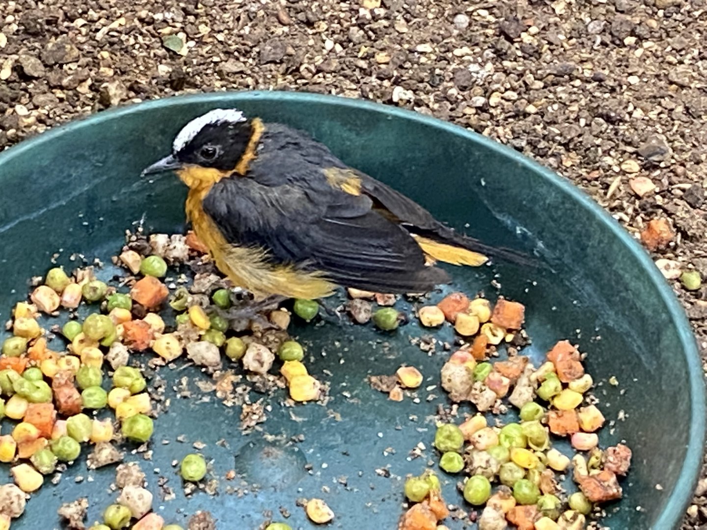 Temperate House - Snowy-crowned robin chat 061121