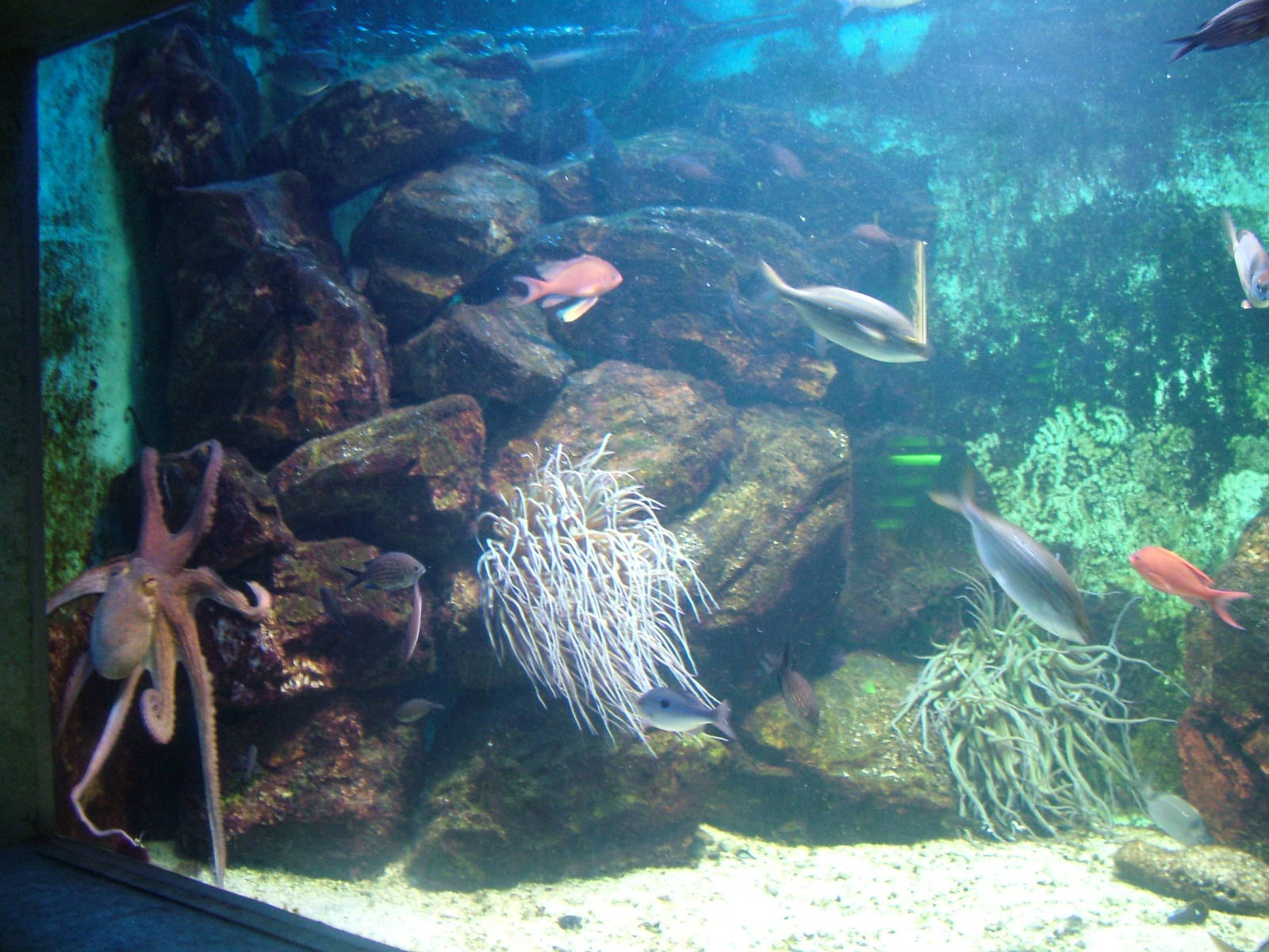 Temperate Marine Display at Frankfurt 31/08/10