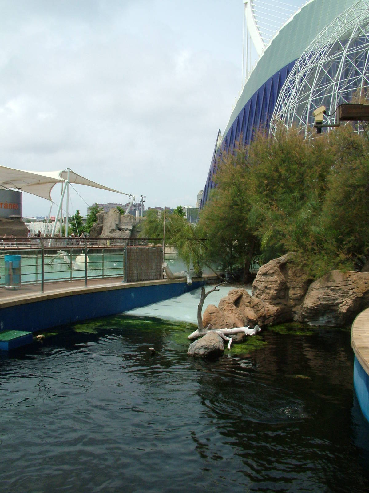Temperate Penguin Exhibit at Oceanografic, 29/05/11