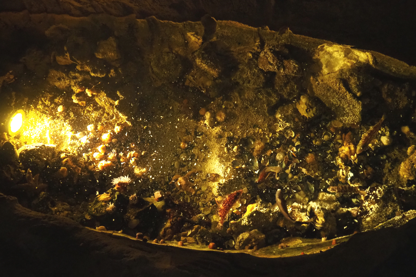 Temperate rock pool tank, 2022-09-14