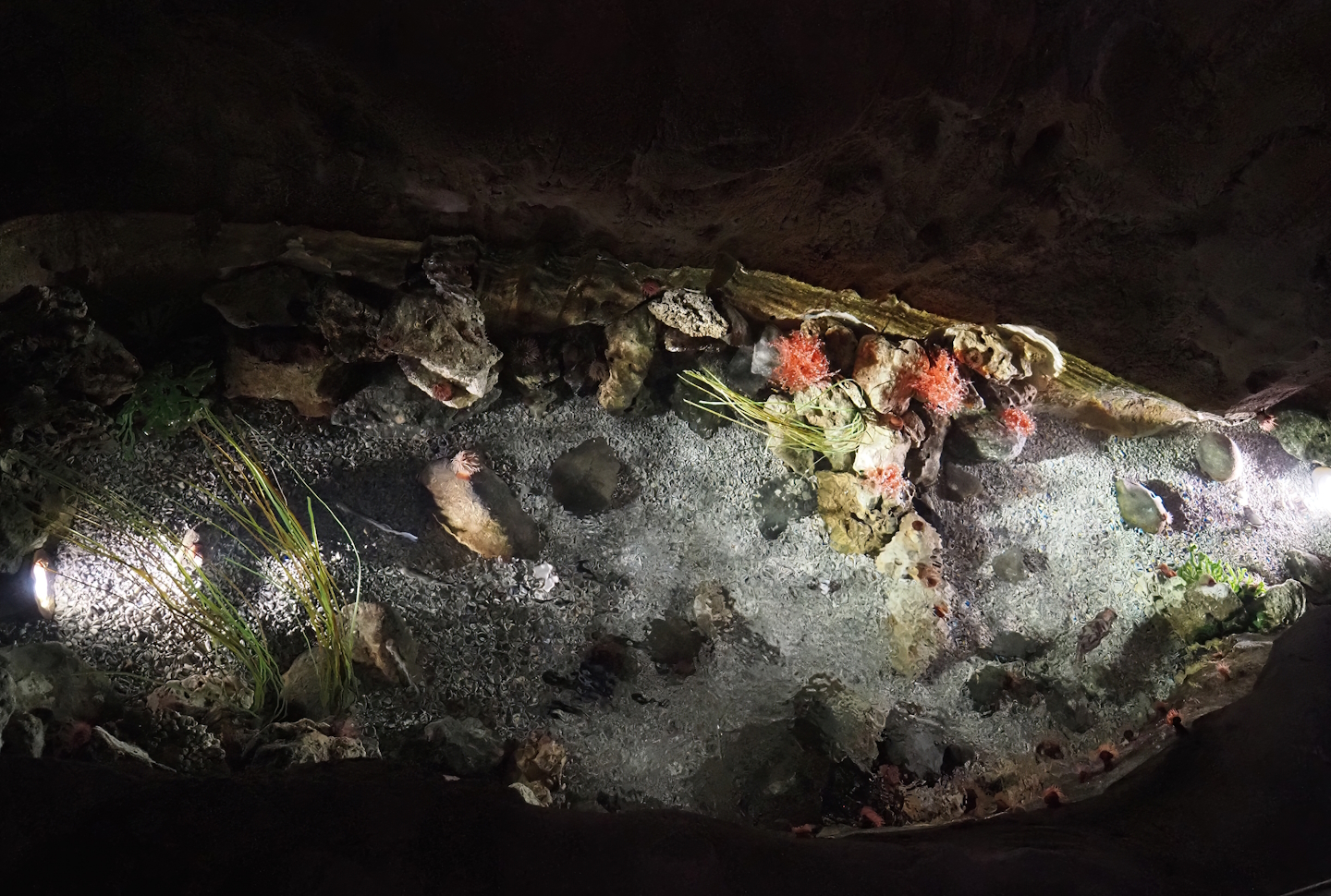 Temperate rock pool tank, 2024-09-17