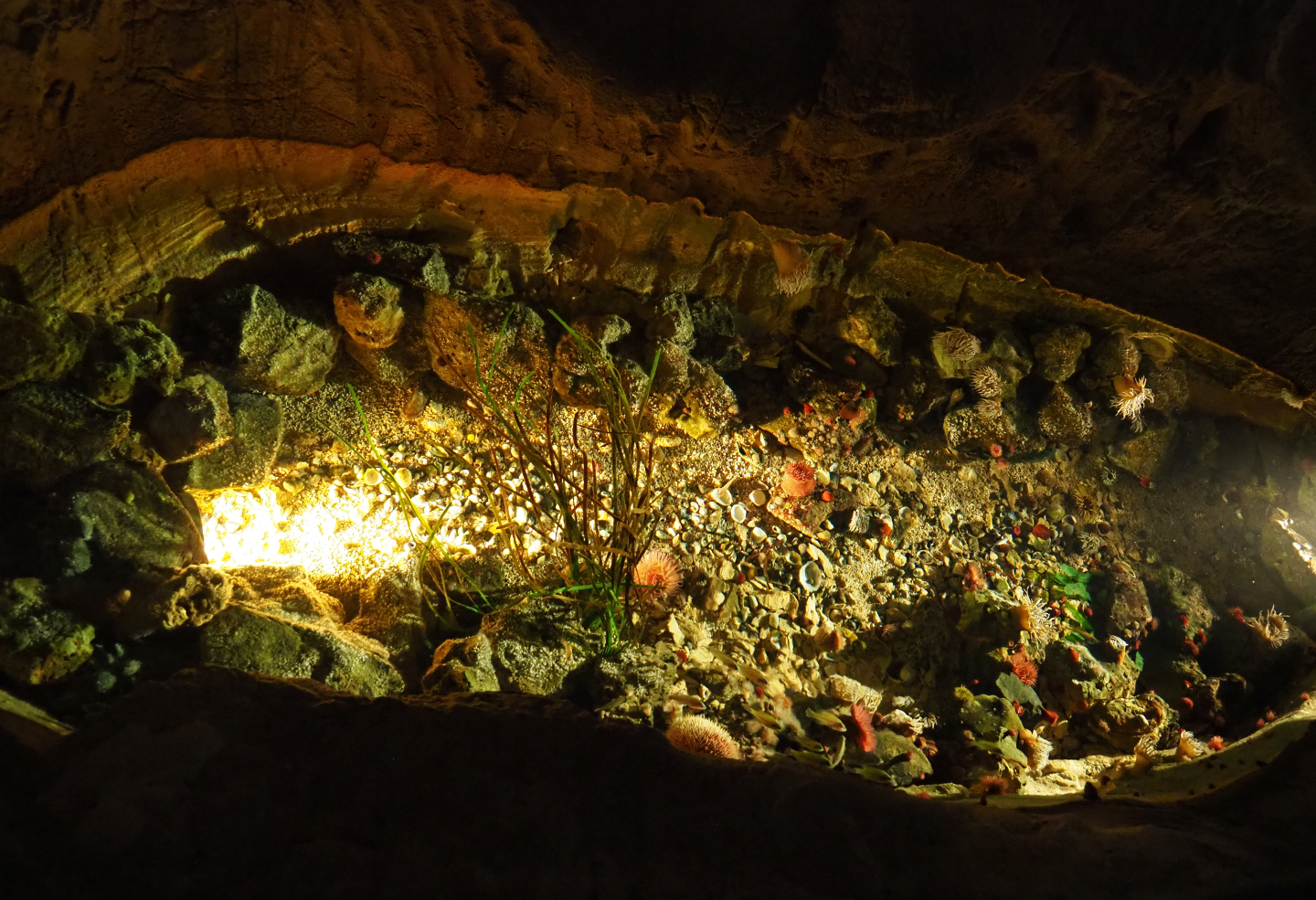 Temperate sea rock pool with invertebrates, 2019-10-05