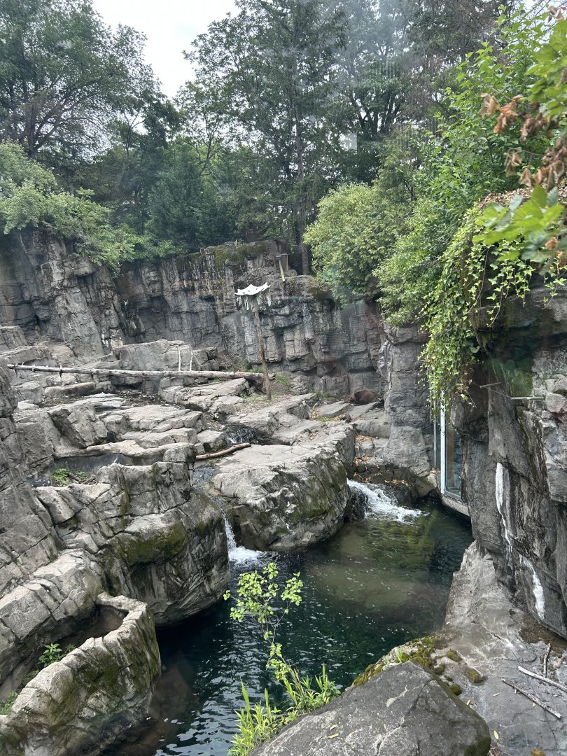 Temperate Territory: Grizzly Bear Exhibit