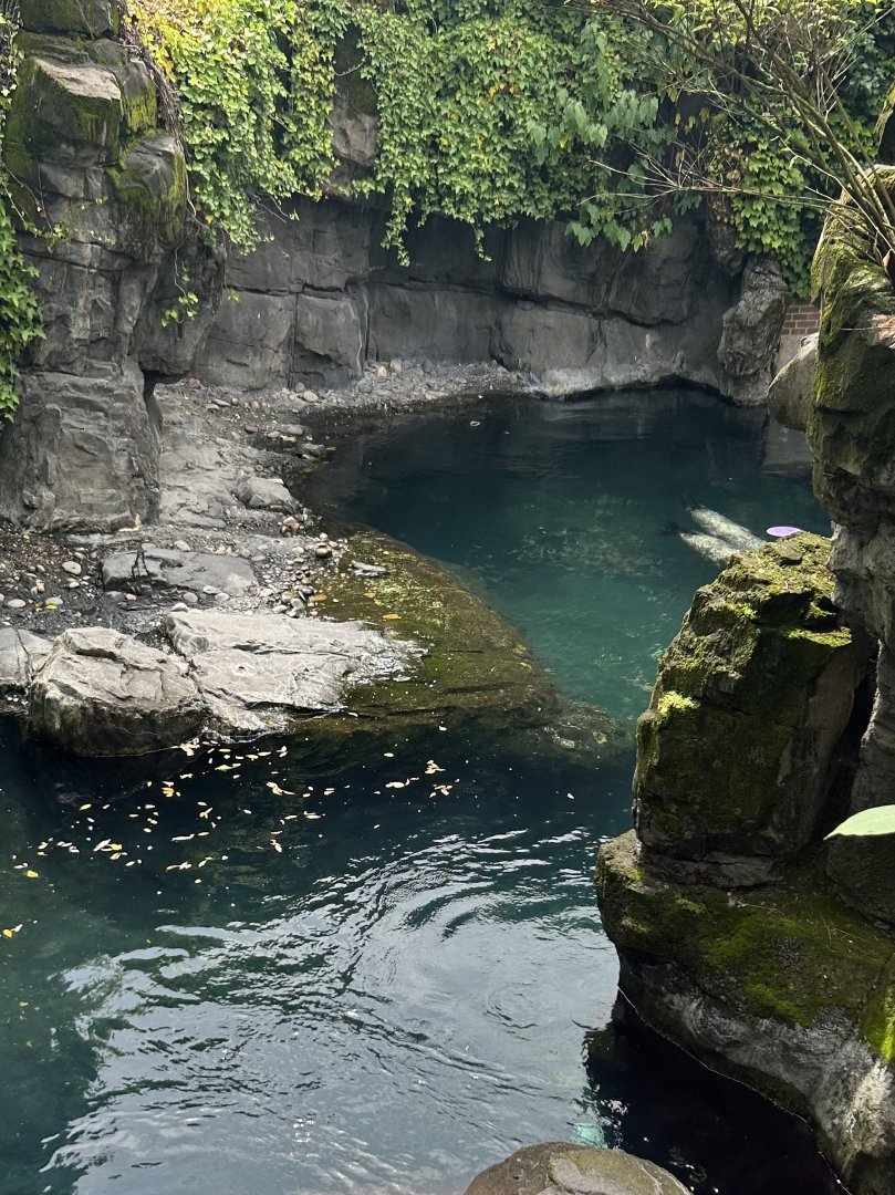 Temperate Territory: Harbor Seal Exhibit Upper Viewing