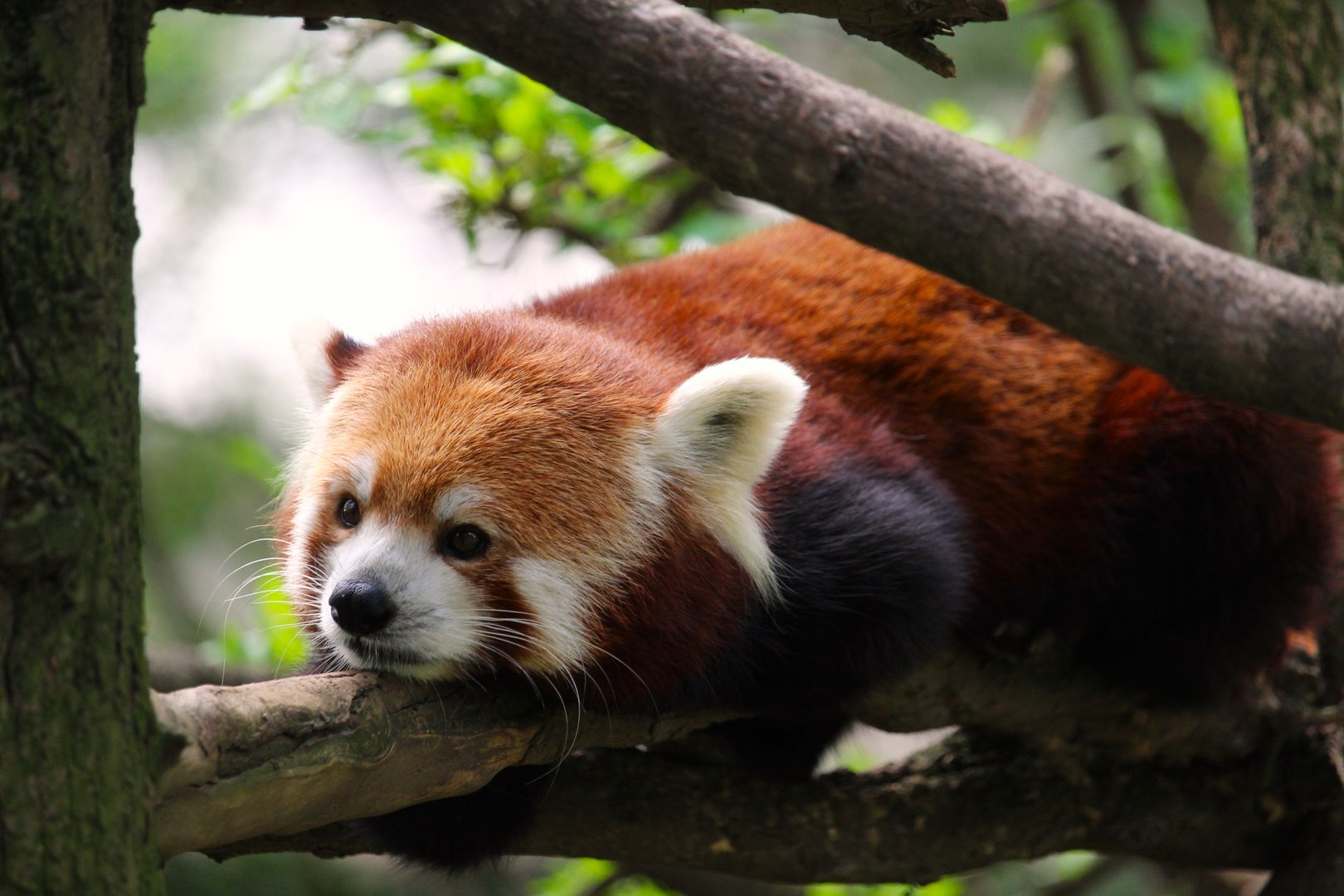 Temperate Territory - Himalayan Red Panda