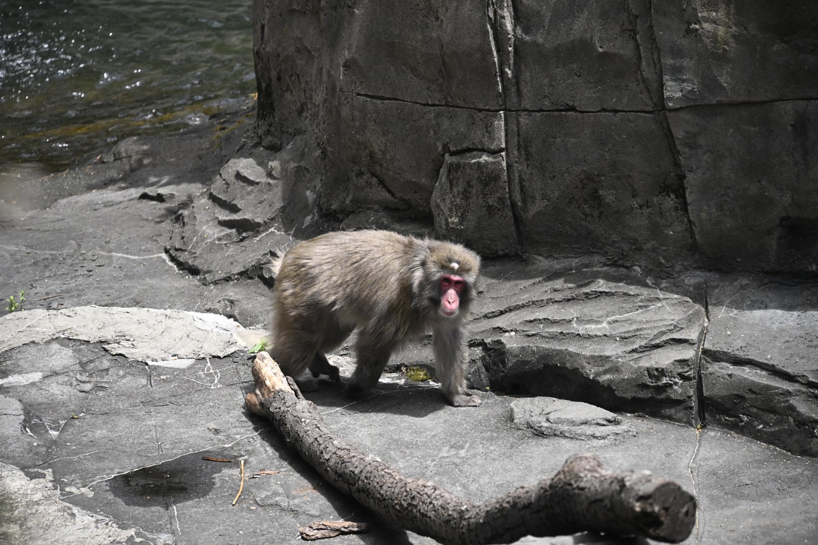 Temperate Territory - Japanese Macaque (Macaca fuscata)