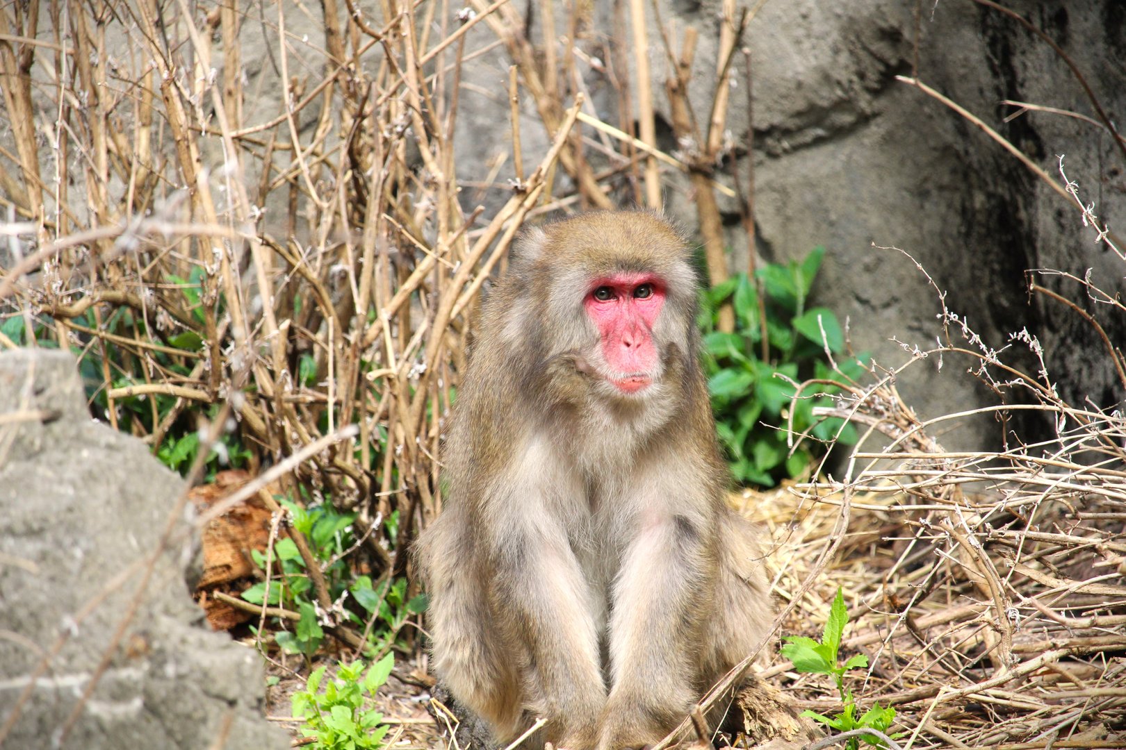 Temperate Territory - Japanese Macaque