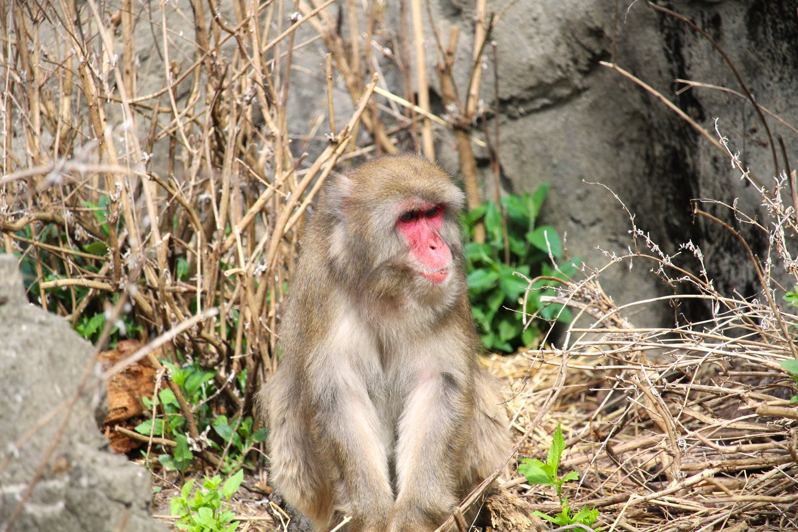 Temperate Territory - Japanese Macaque