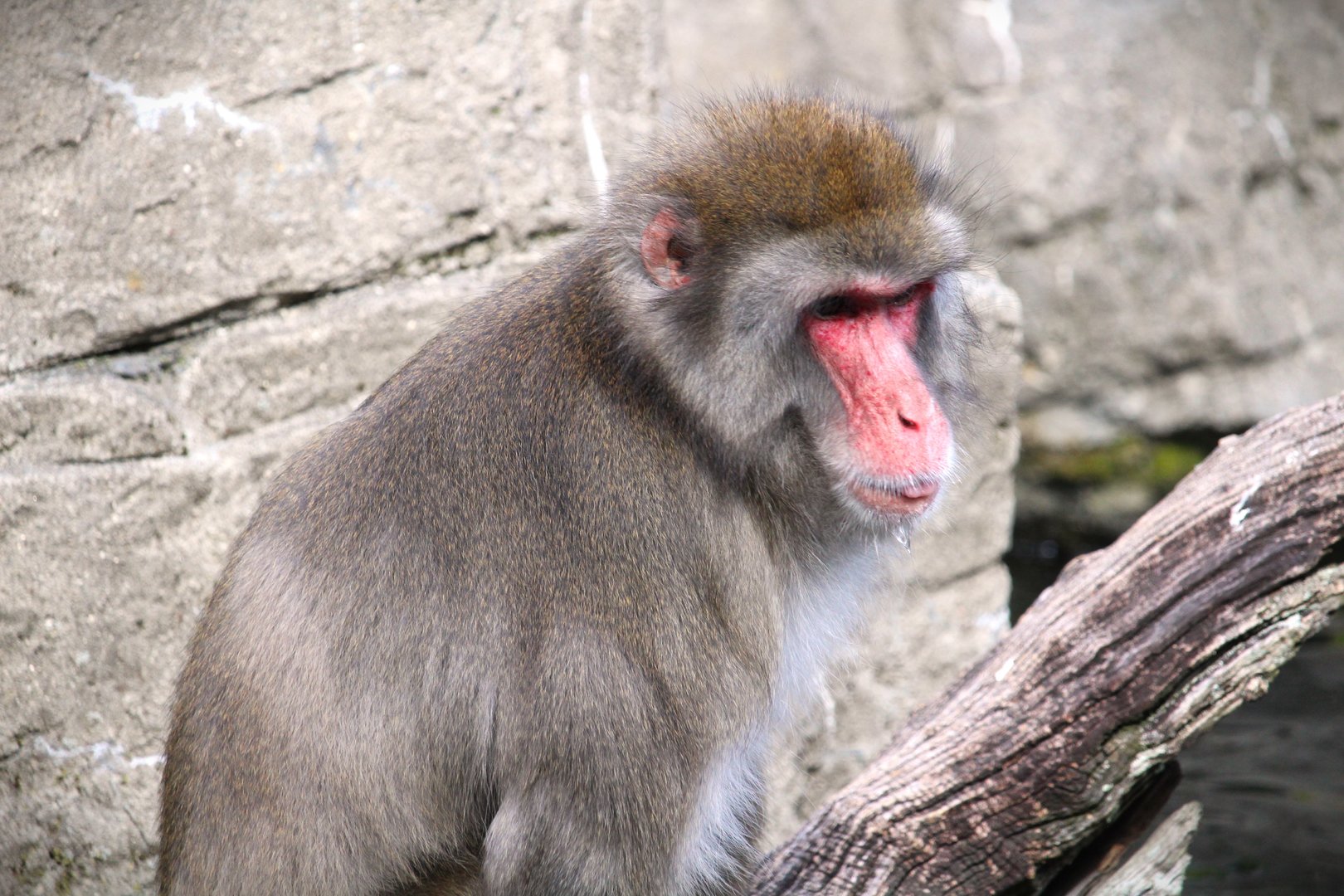 Temperate Territory - Japanese Macaque