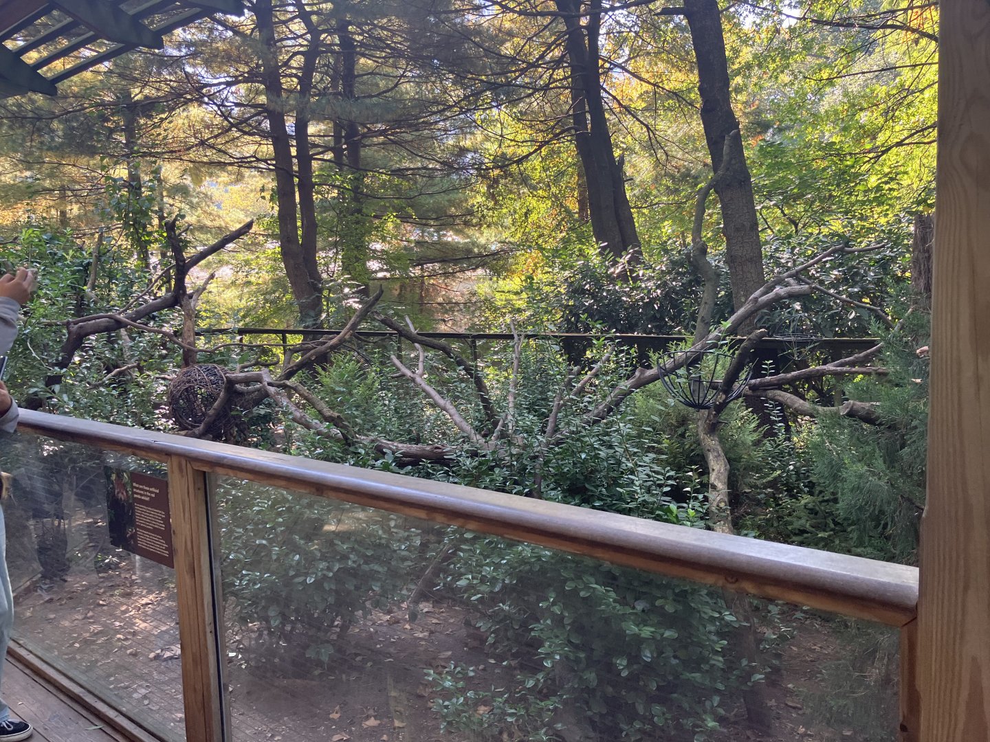 Temperate Territory - Nepalese Red Panda Exhibit