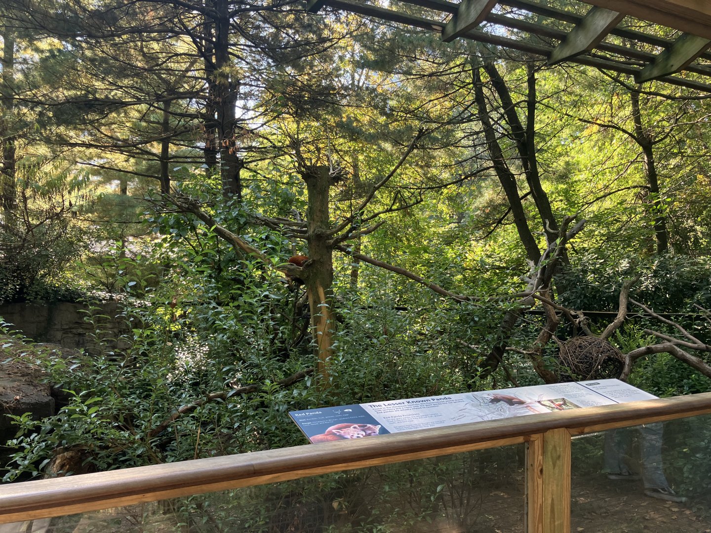 Temperate Territory - Nepalese Red Panda Exhibit