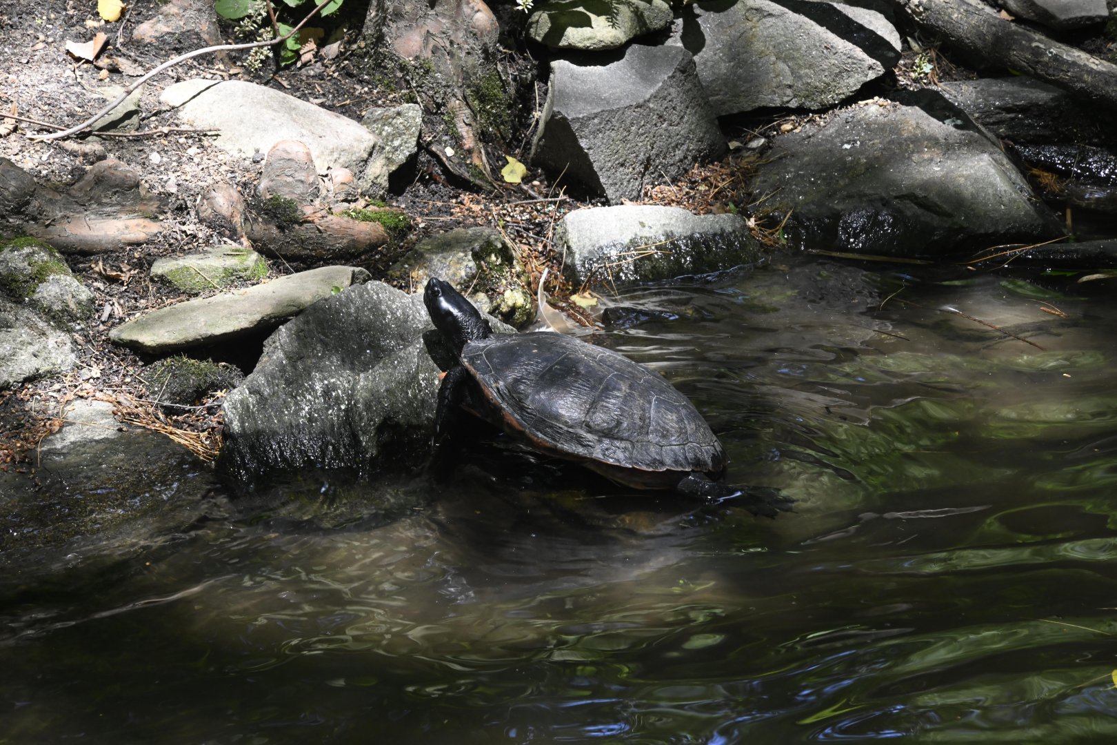Temperate Territory - Northern Red-bellied Cooter (Pseudemys rubriventris)