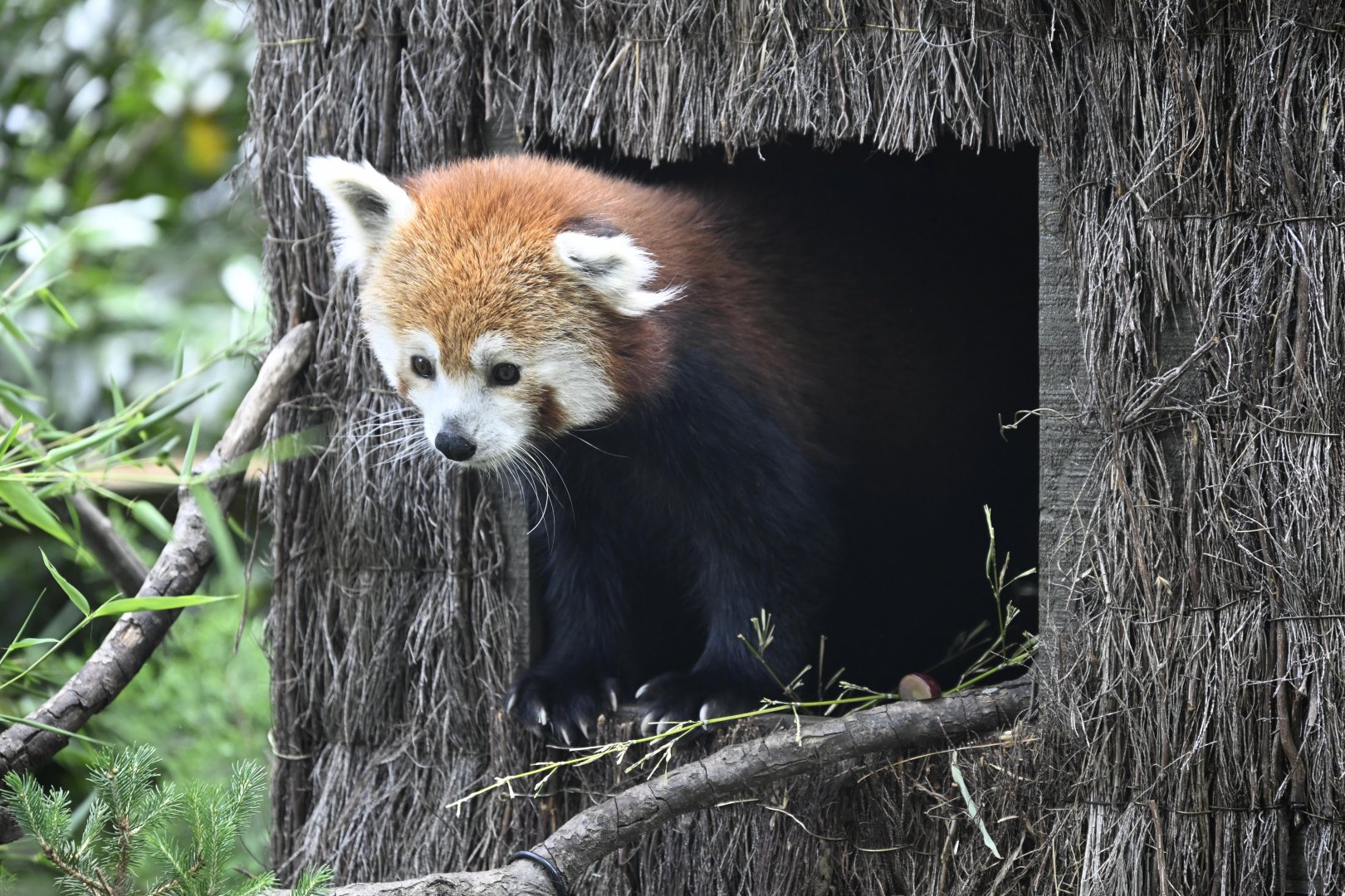 Temperate Territory - Red Panda (Ailurus fulgens)