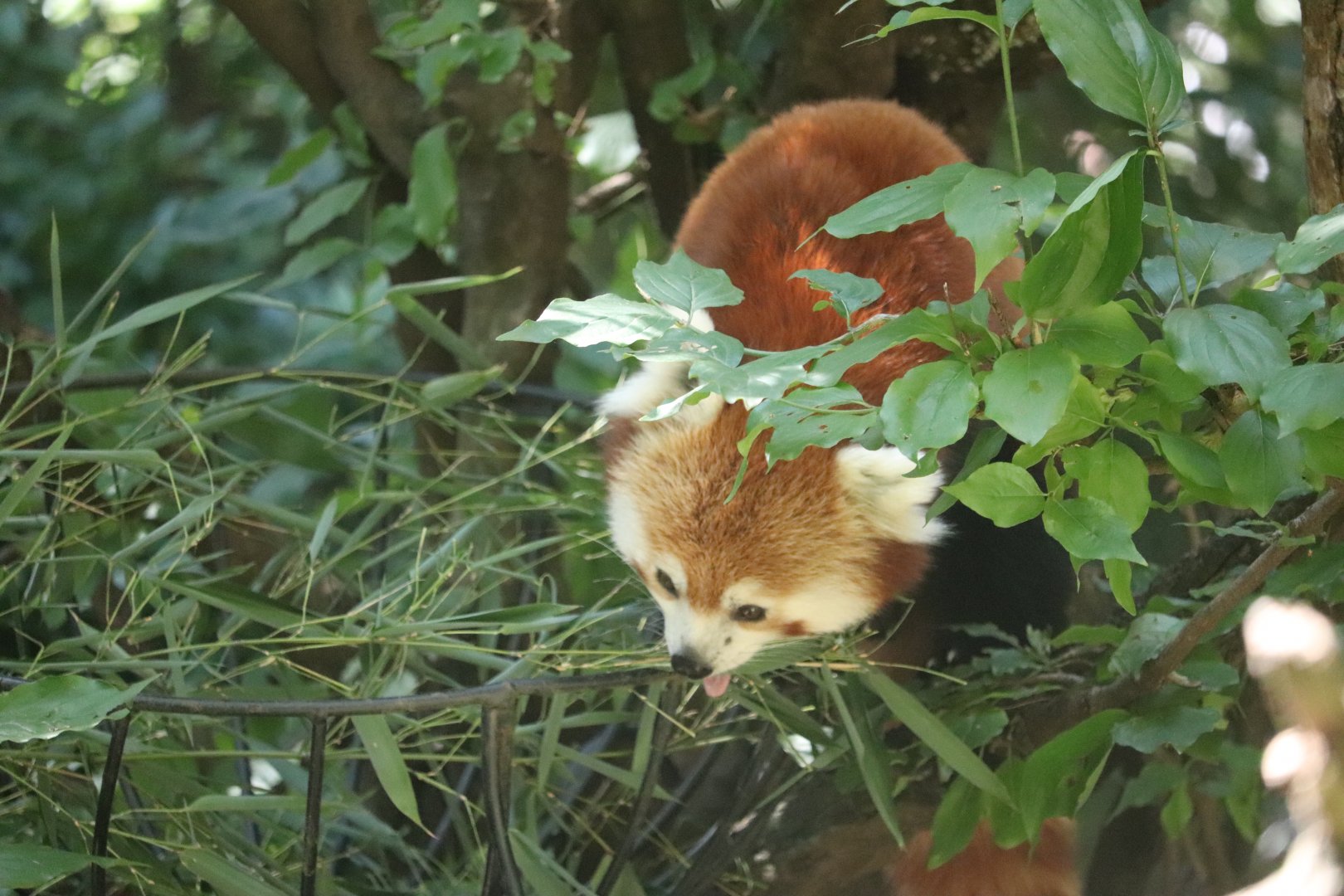 Temperate Territory - Red Panda