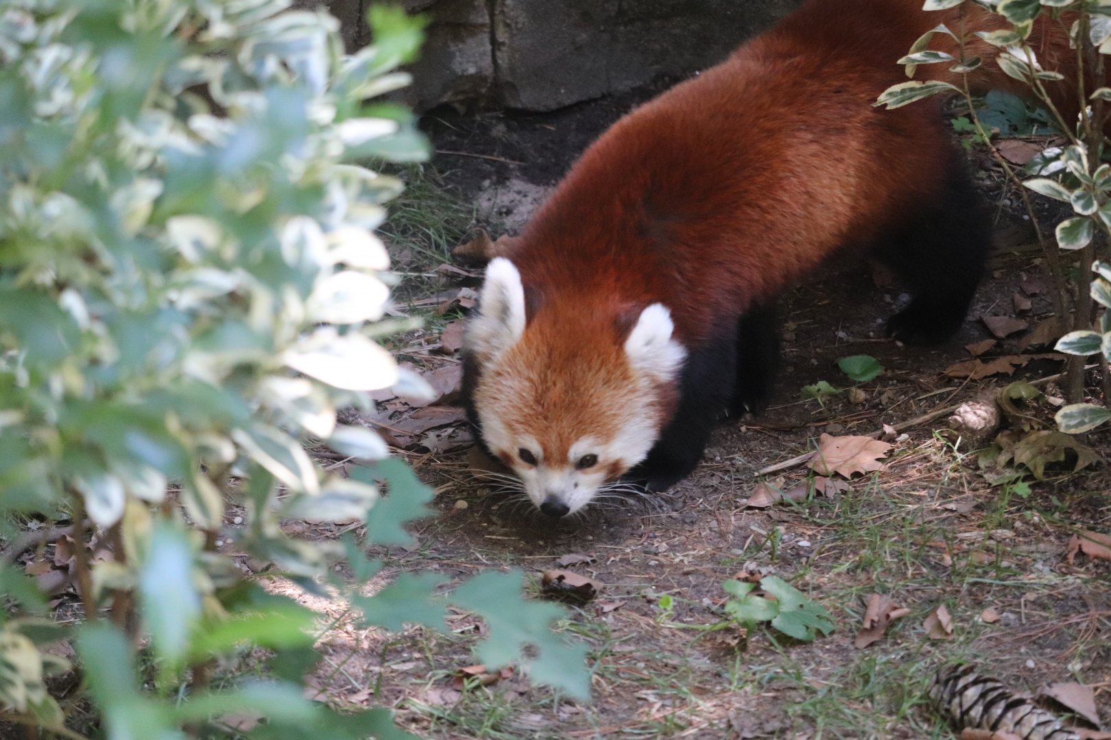 Temperate Territory - Red Panda