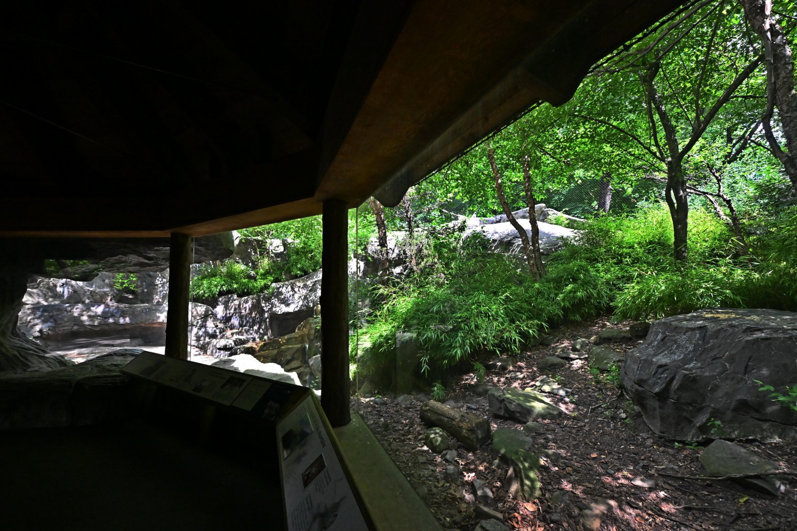 Temperate Territory - Snow Leopard (Panthera uncia) Exhibit