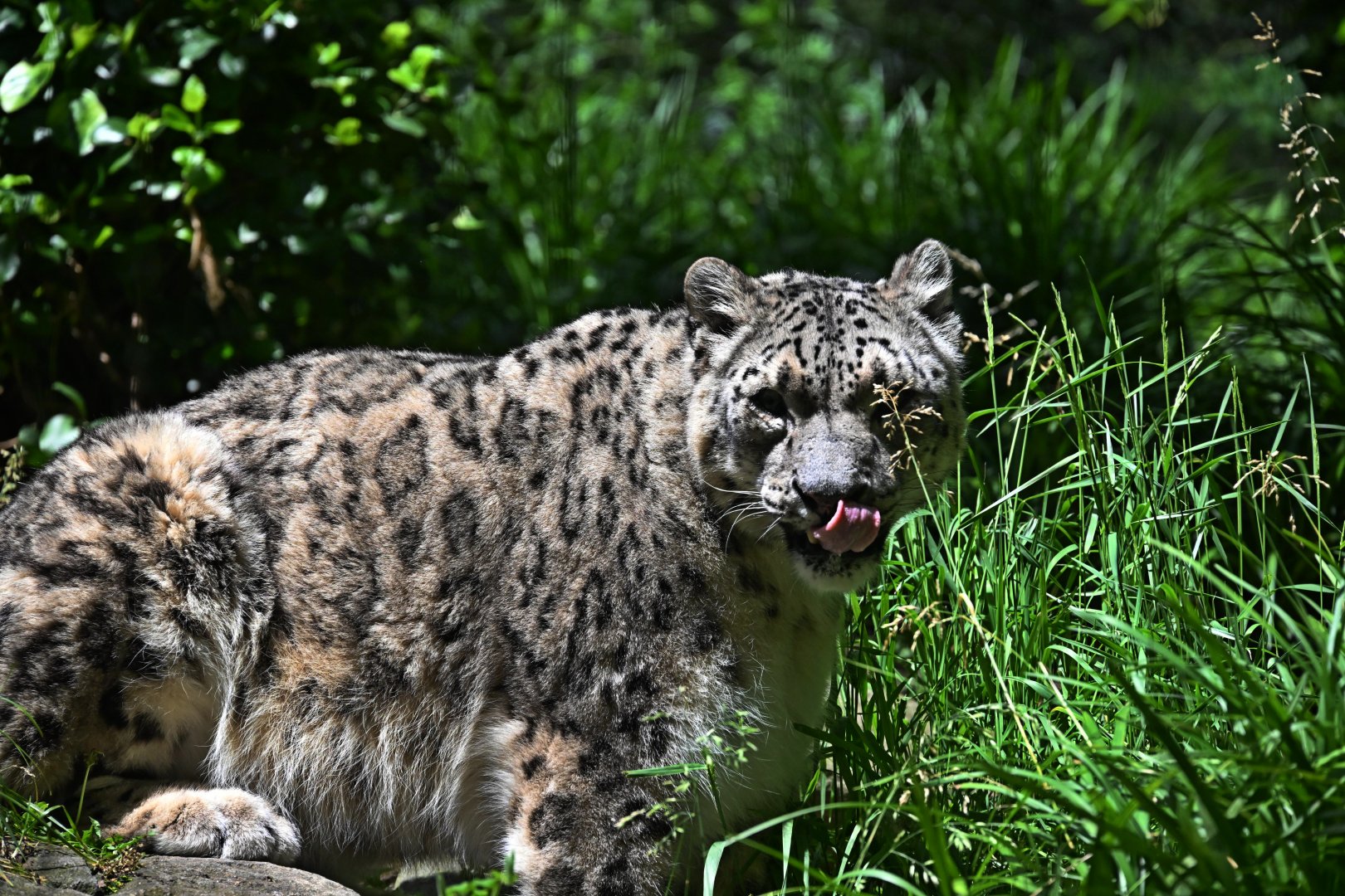 Temperate Territory - Snow Leopard (Panthera uncia)