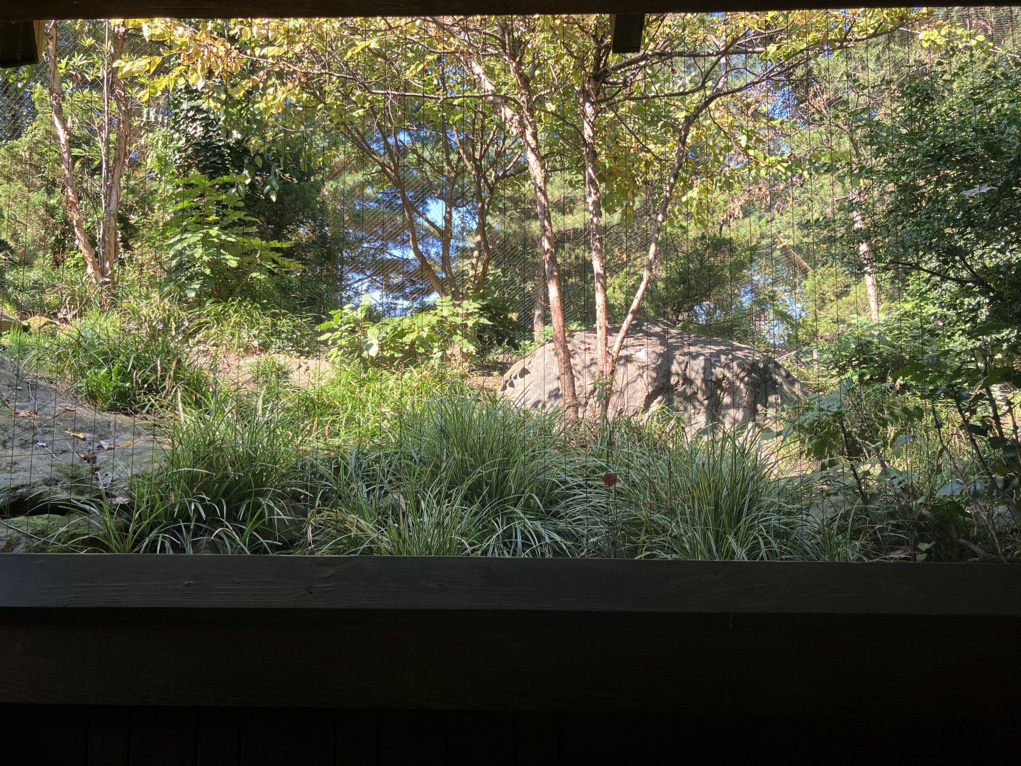 Temperate Territory - Snow Leopard/Temminks Tragopan Exhibit