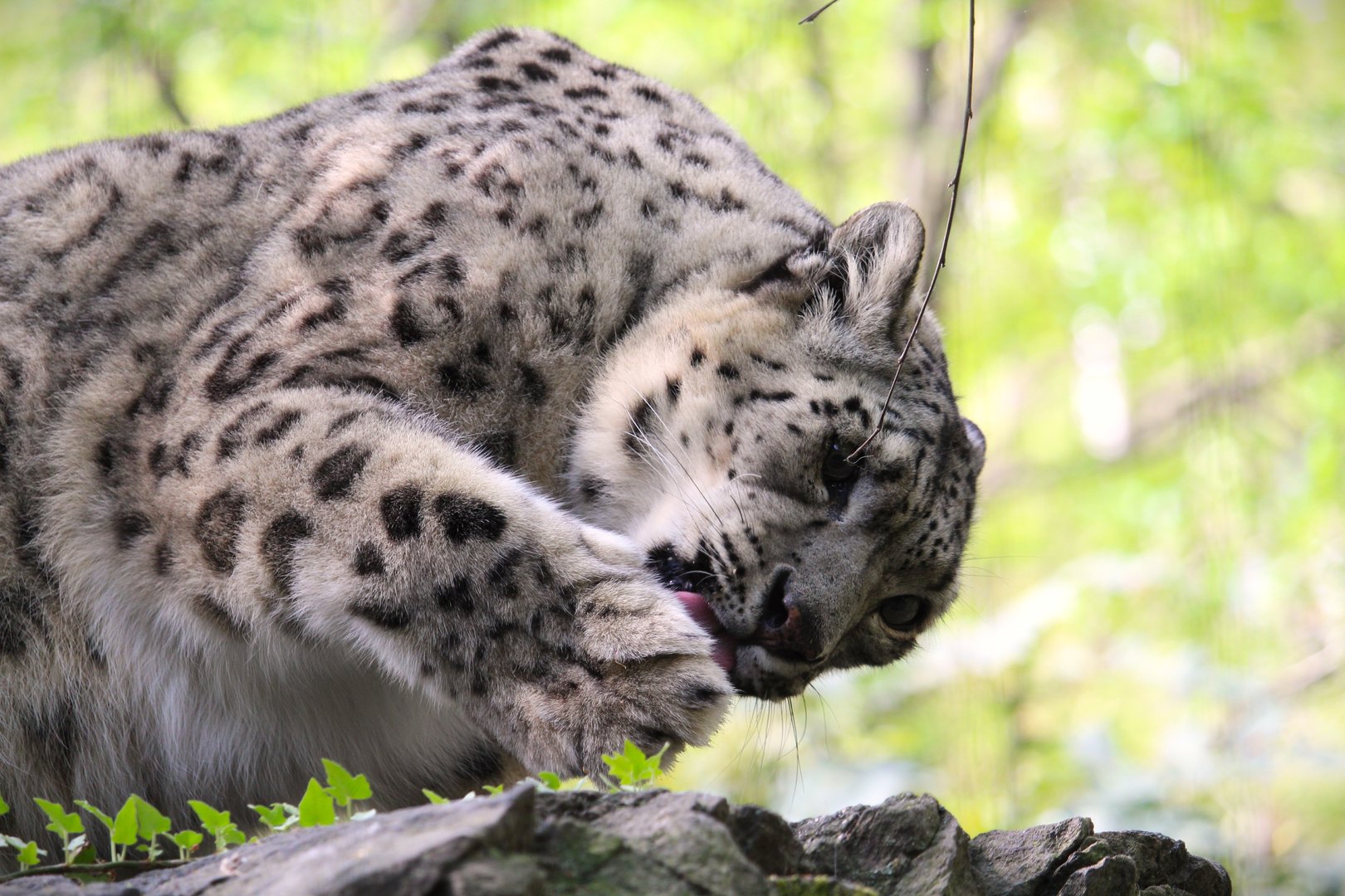 Temperate Territory - Snow Leopard