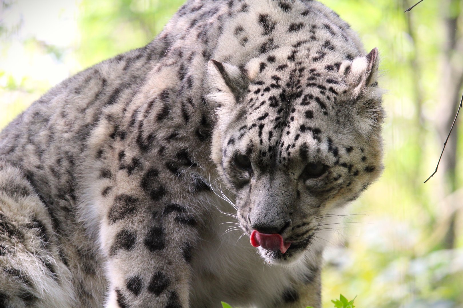 Temperate Territory - Snow Leopard