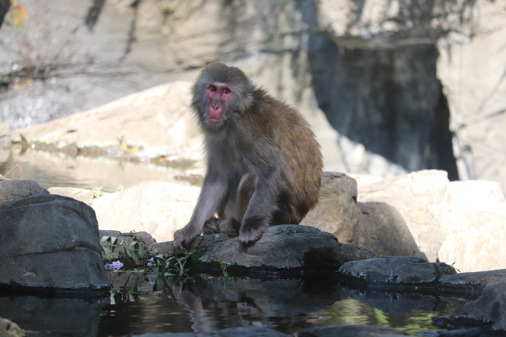 Temperate Territory - Snow Monkey