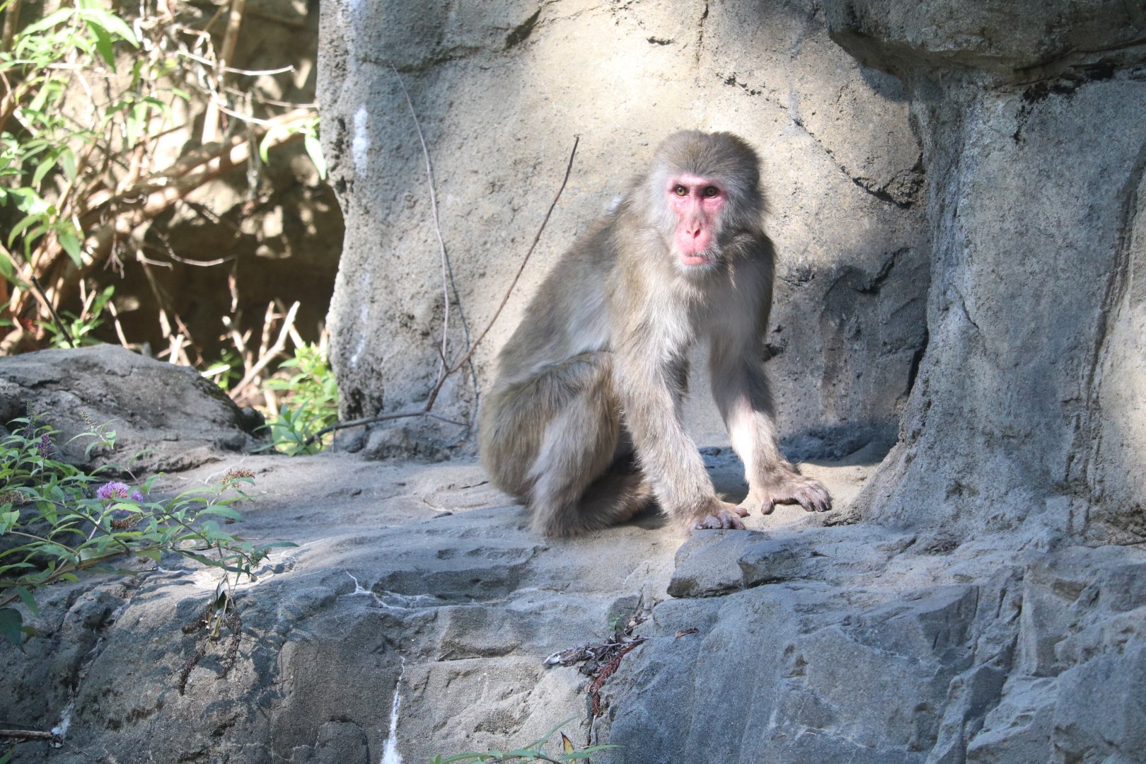 Temperate Territory - Snow Monkey