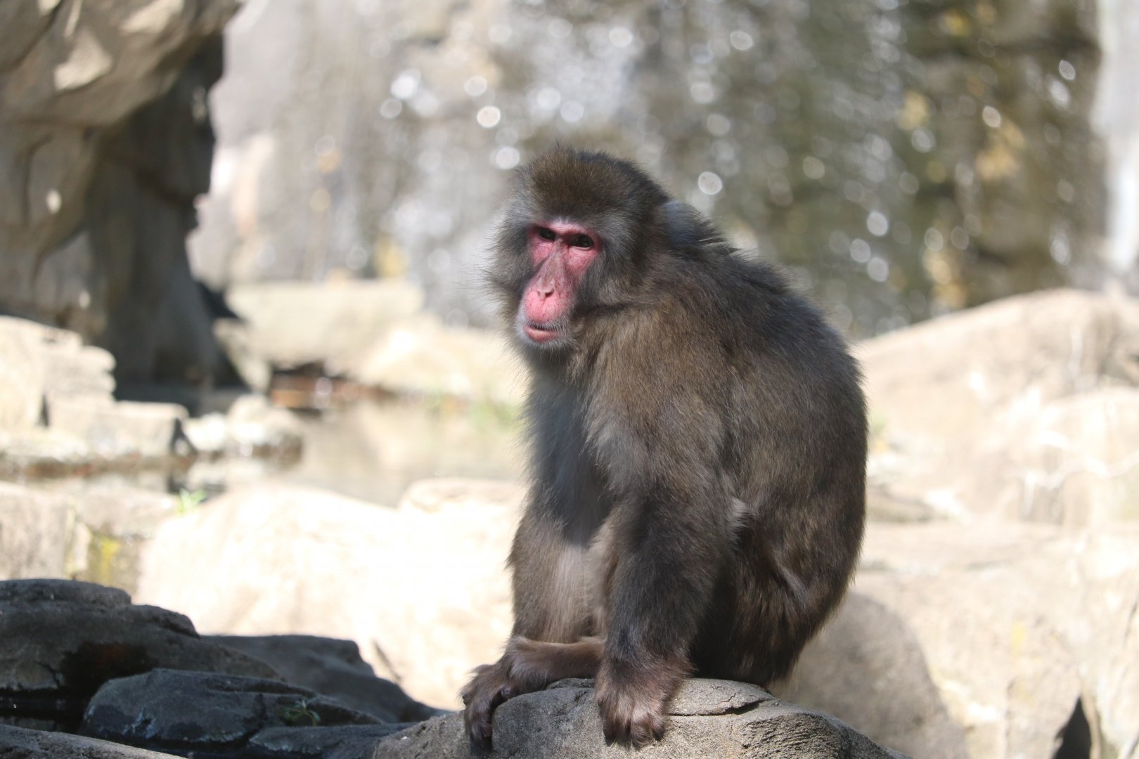 Temperate Territory - Snow Monkey