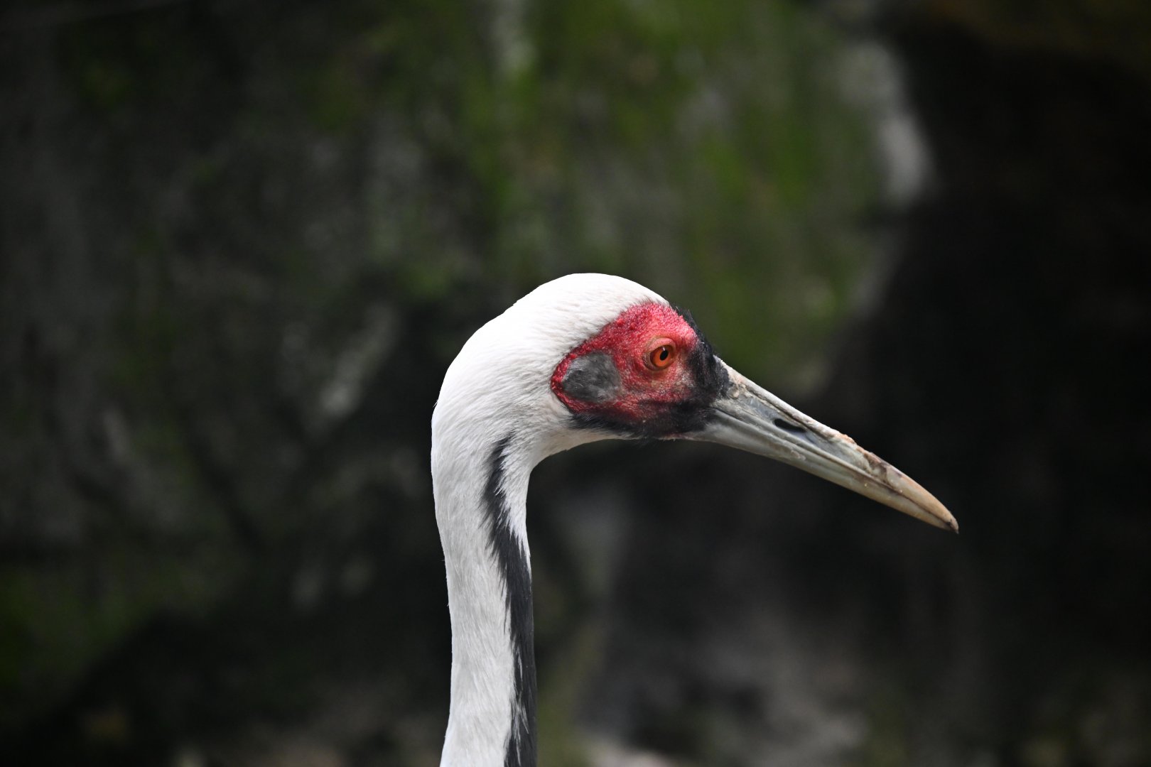 Temperate Territory - White-naped Crane (Antigone vipio)