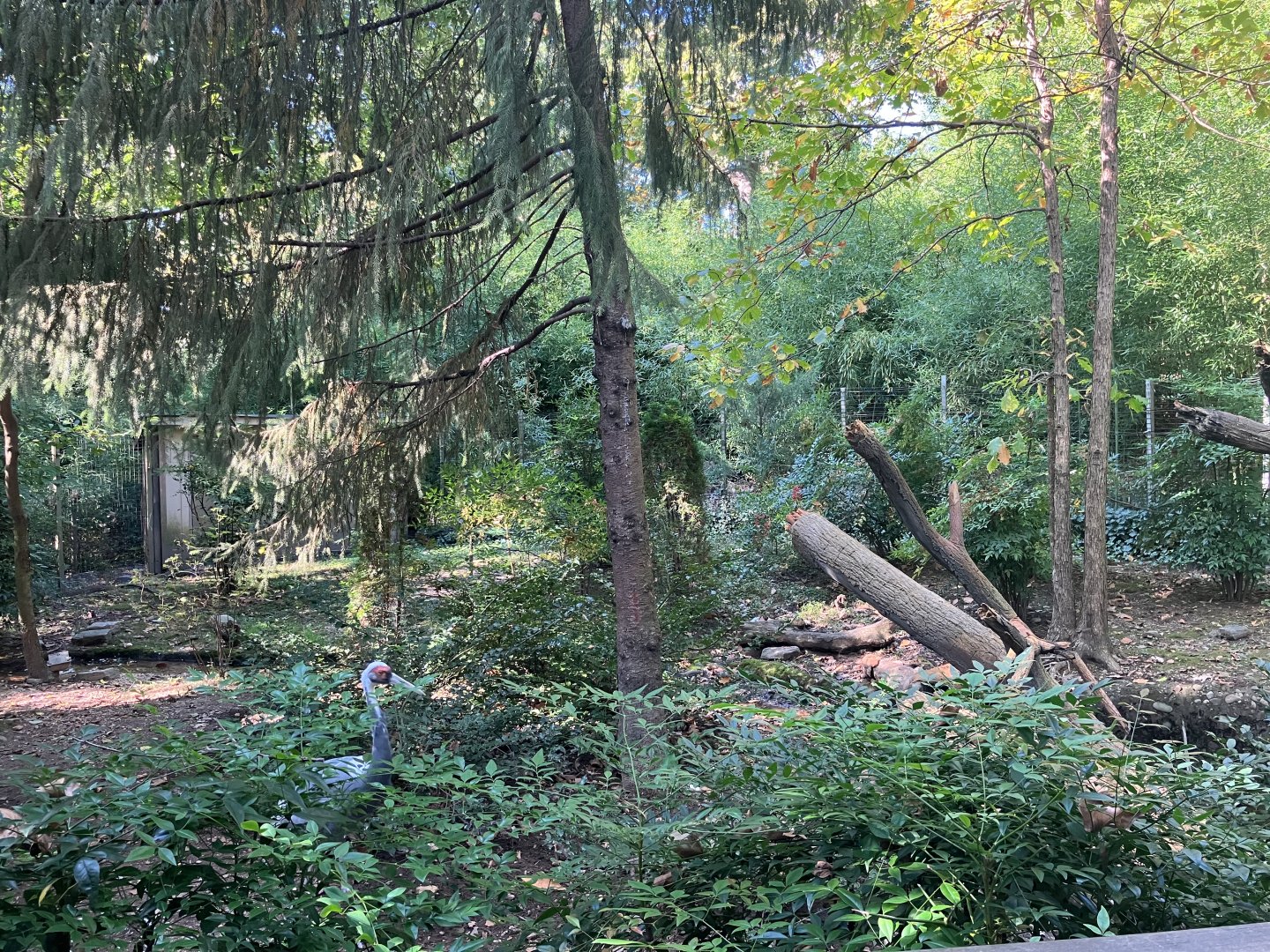 Temperate Territory - White-Naped Crane Exhibit