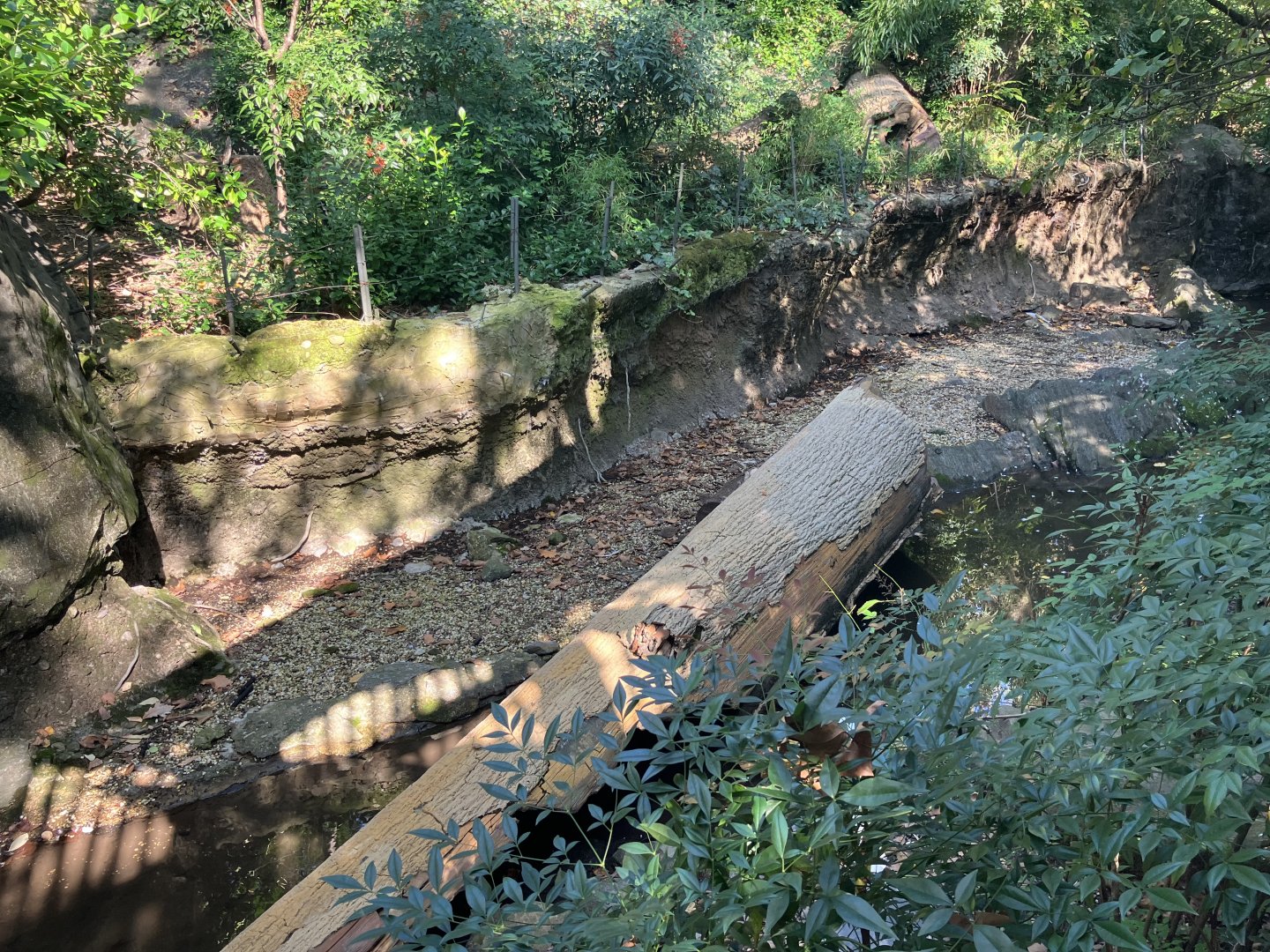 Temperate Territory - White-Naped Crane Exhibit