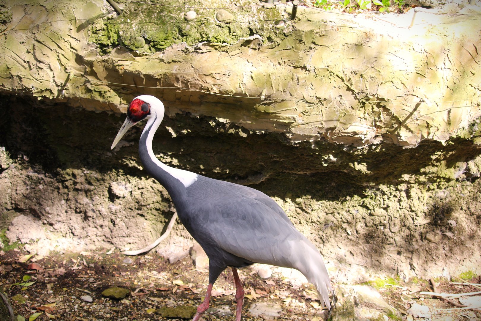 Temperate Territory - White-naped Crane