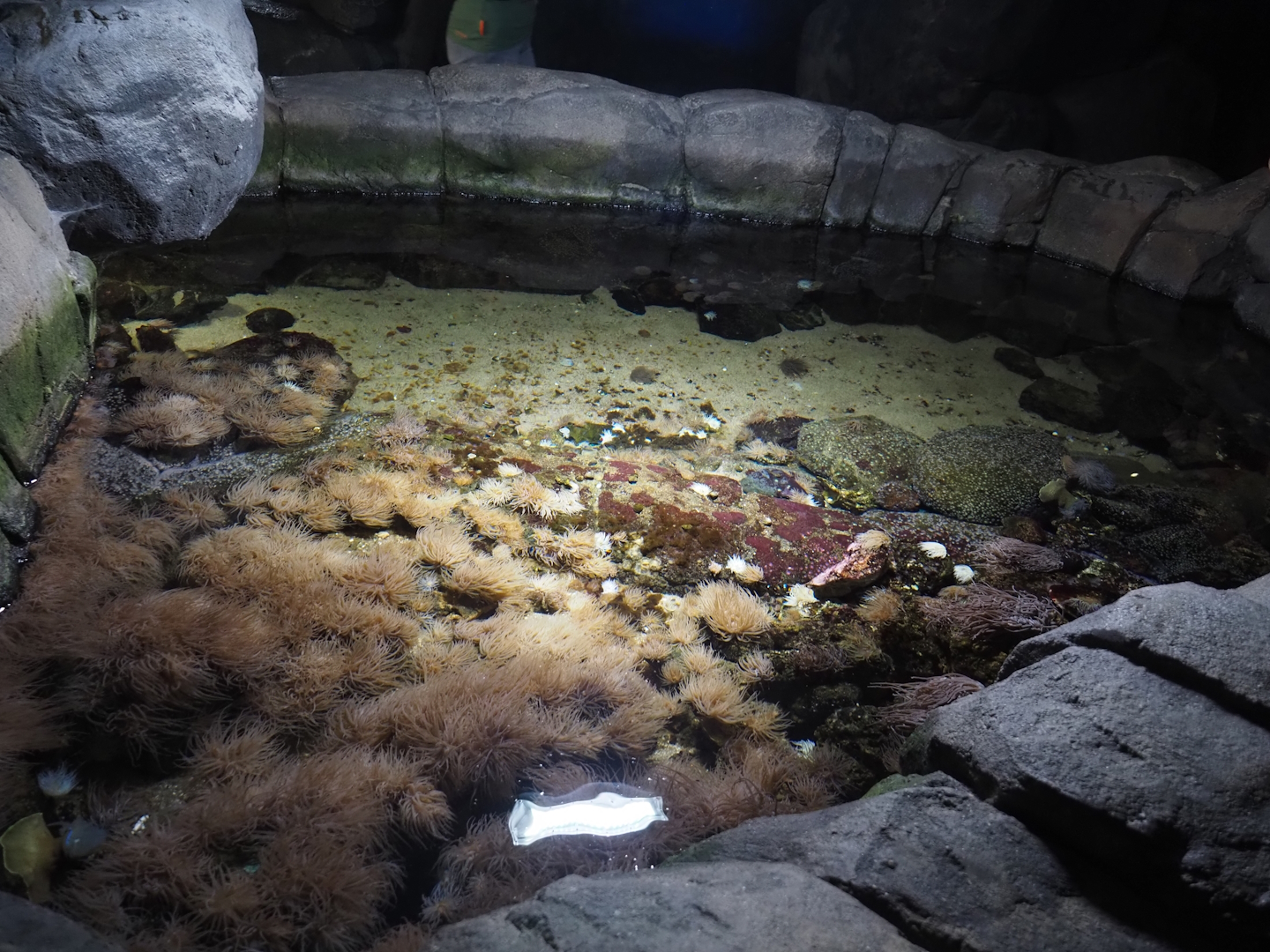 Temperate tide pool, 2024-06-30