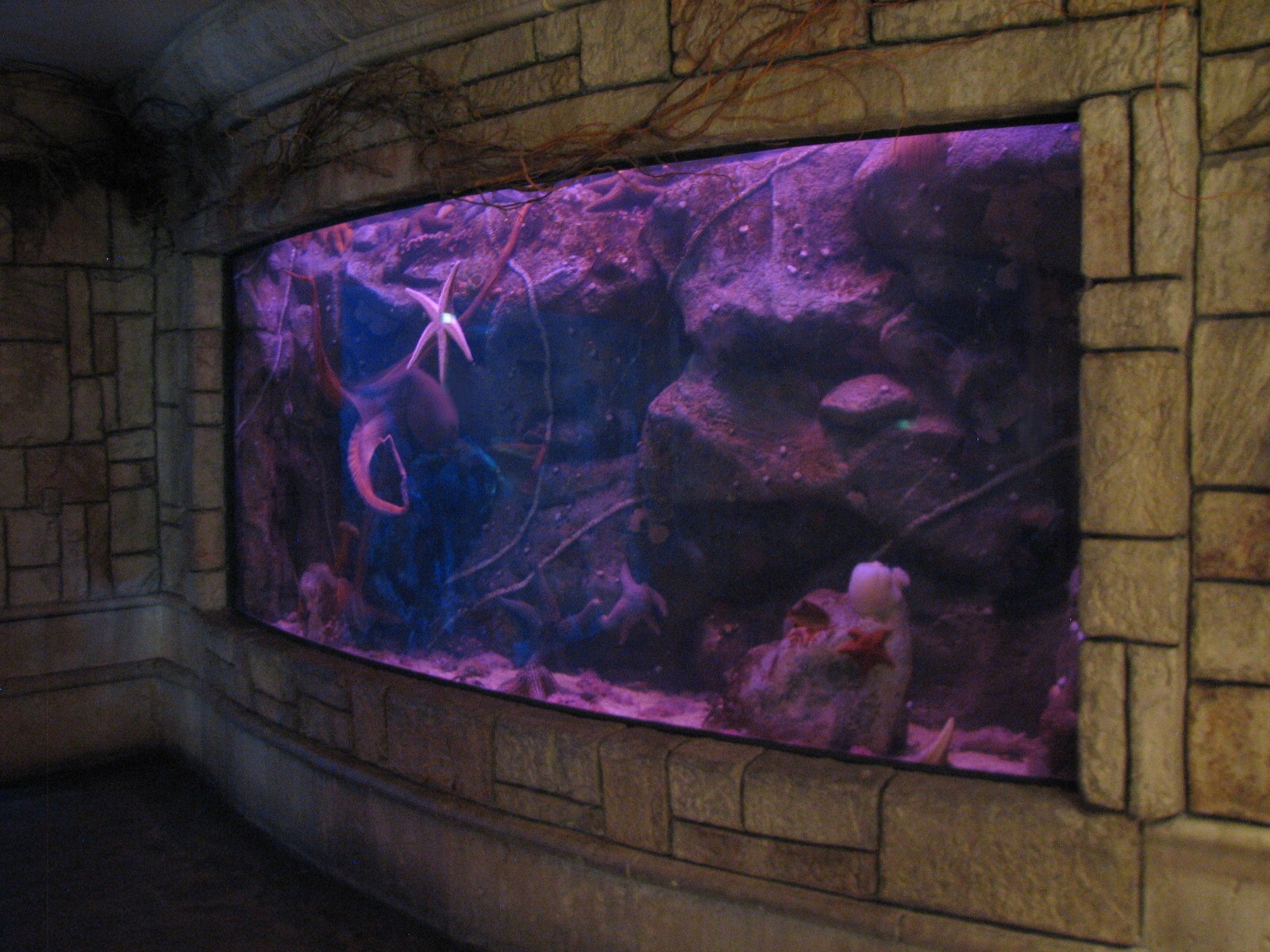 Temple - Giant Pacific Octopus Exhibit