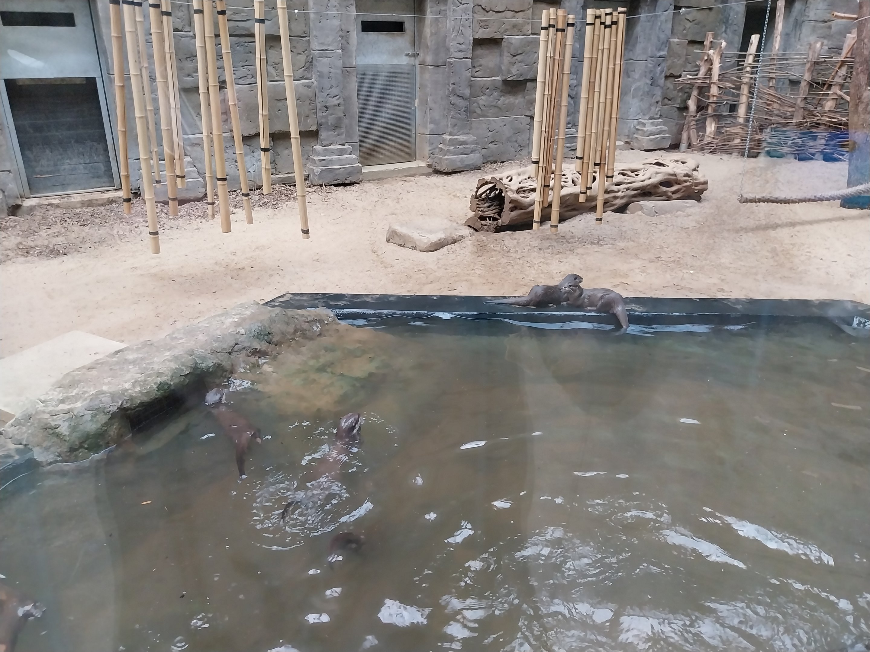 Temple hall - Asiatic Small-clawed Otter (Aonyx cinerea)