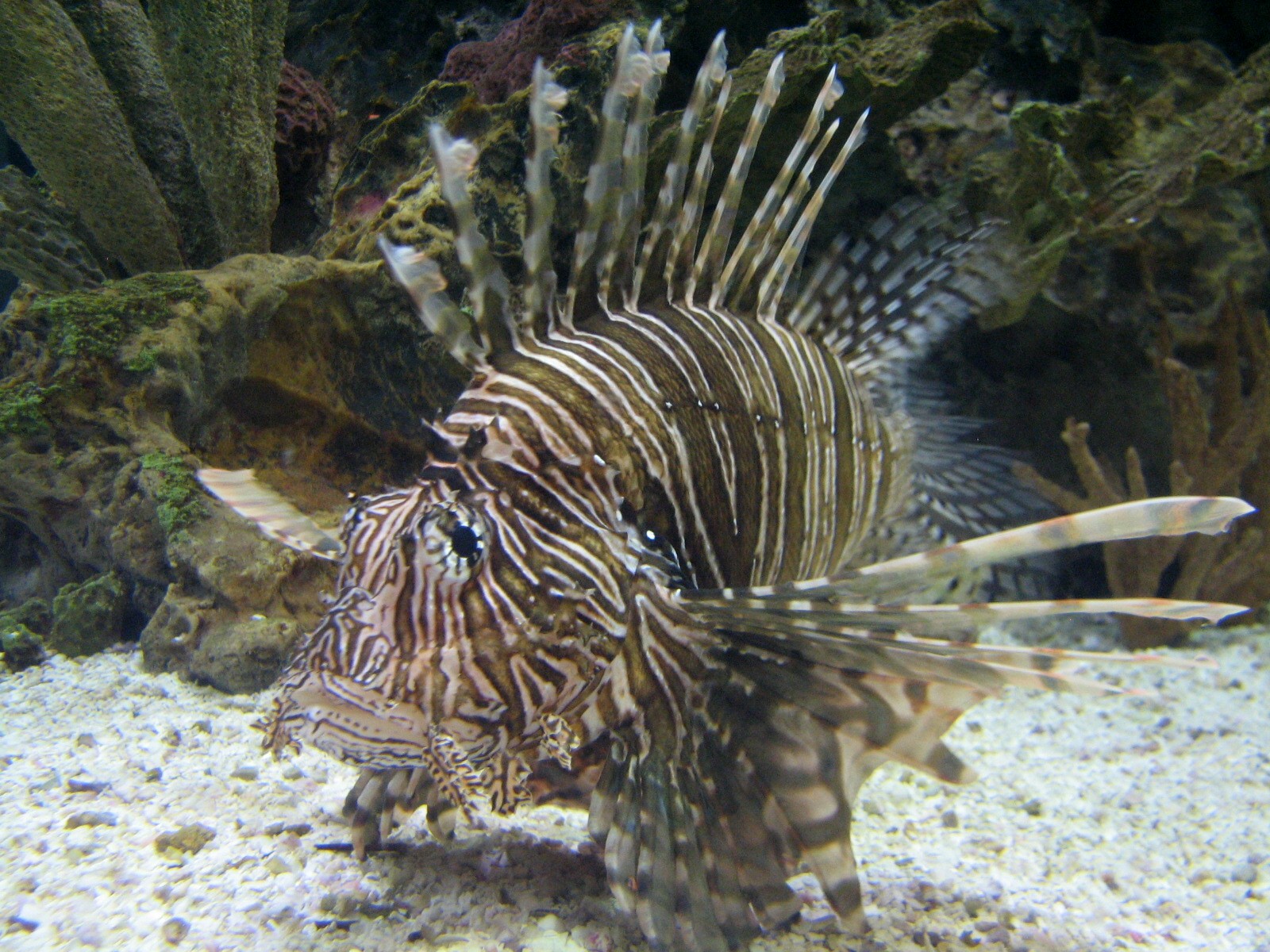 Temple - Lionfish Exhibit