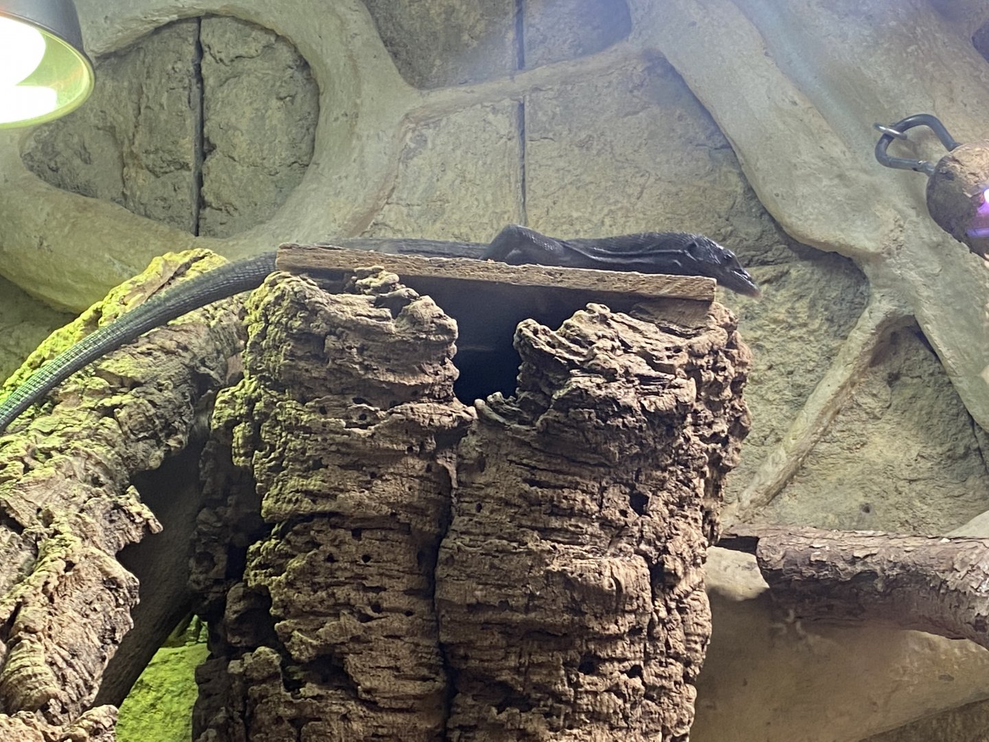 Temple of Angkor - Black tree monitor 100722