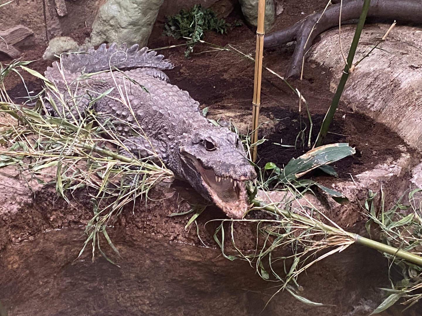 Temple of Angkor - Dwarf Crocodile 100722